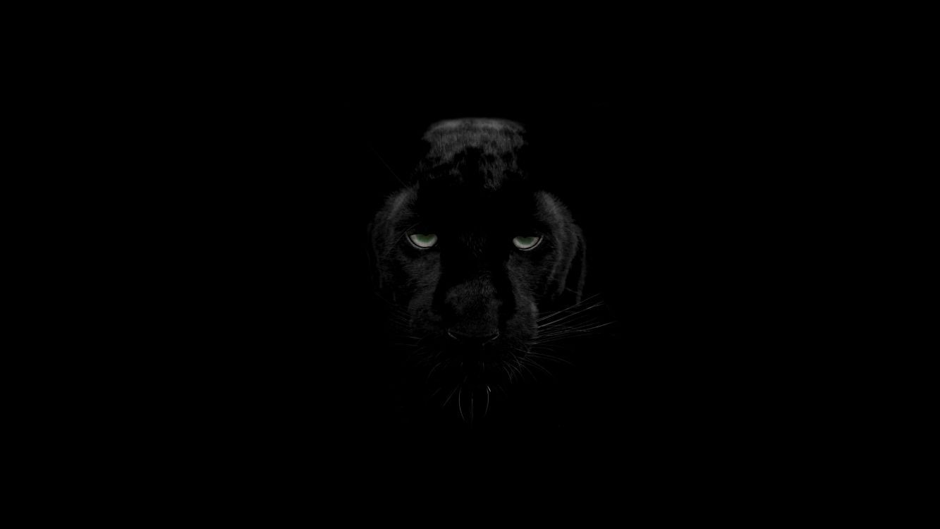 1333x750 Wallpaper Black Cat With Blue Eyes, Background Free Image