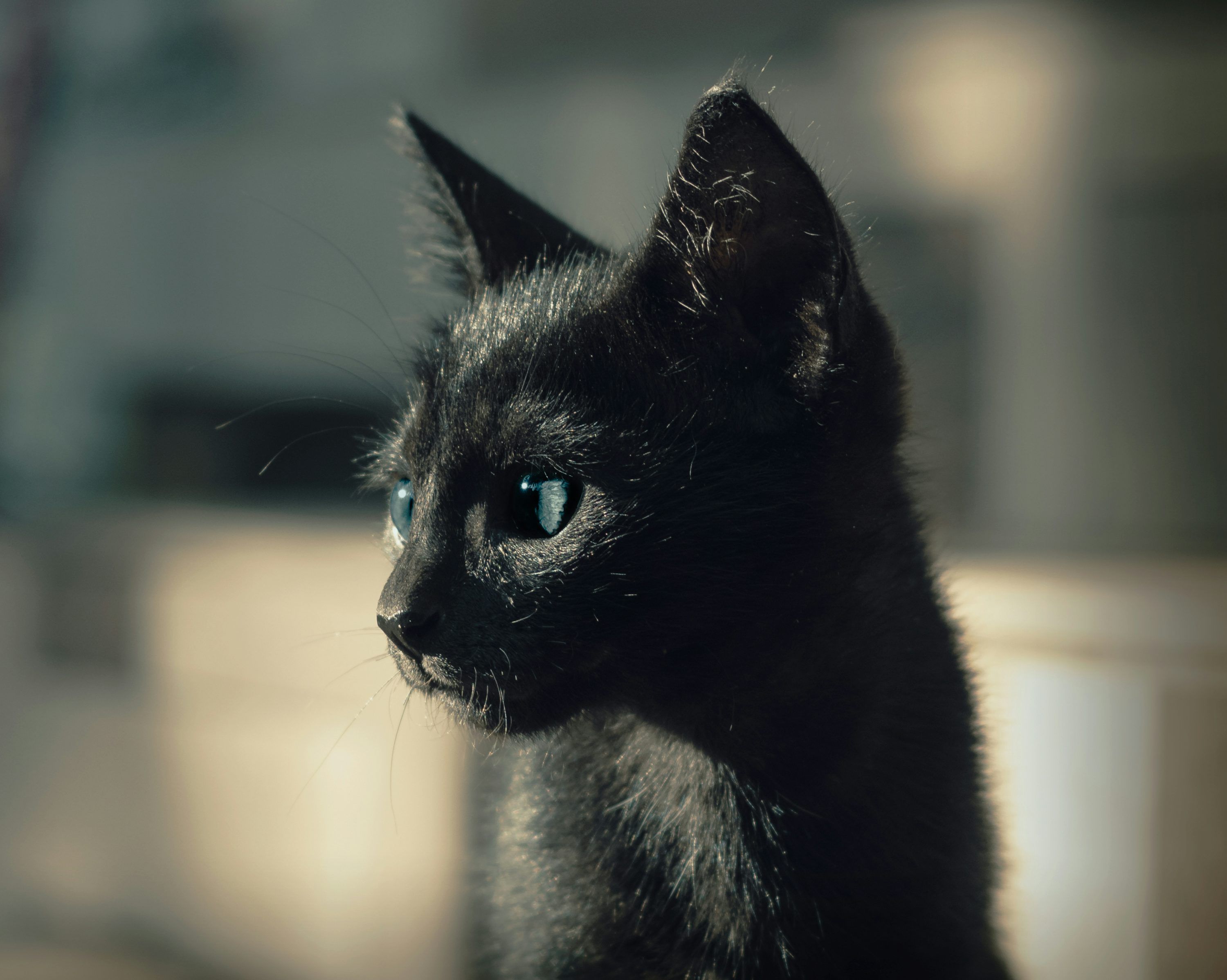 3000x2397 A black cat with blue eyes looking at something photo