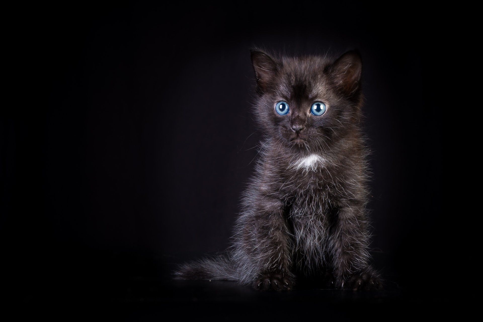1920x1280 Midnight Blue Eyed Kitten