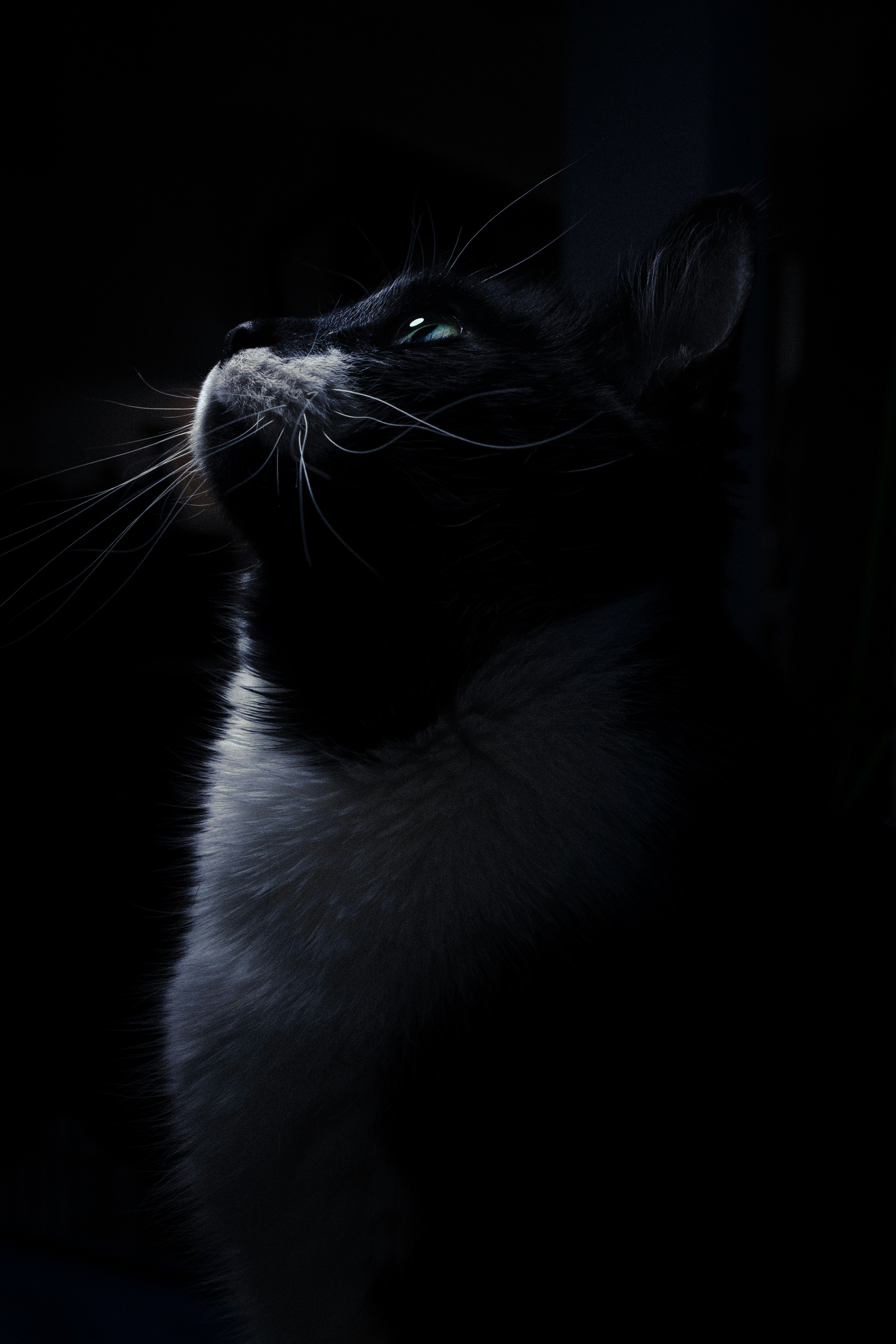 4000x6000 Black cat with blue eyes