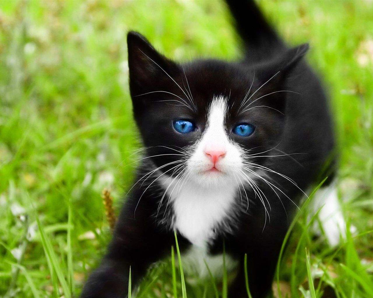1280x1024 Black Cat, Blue Eyes 640x1136 IPhone 5 5S 5C SE Wallpaper, Background, Picture, Image