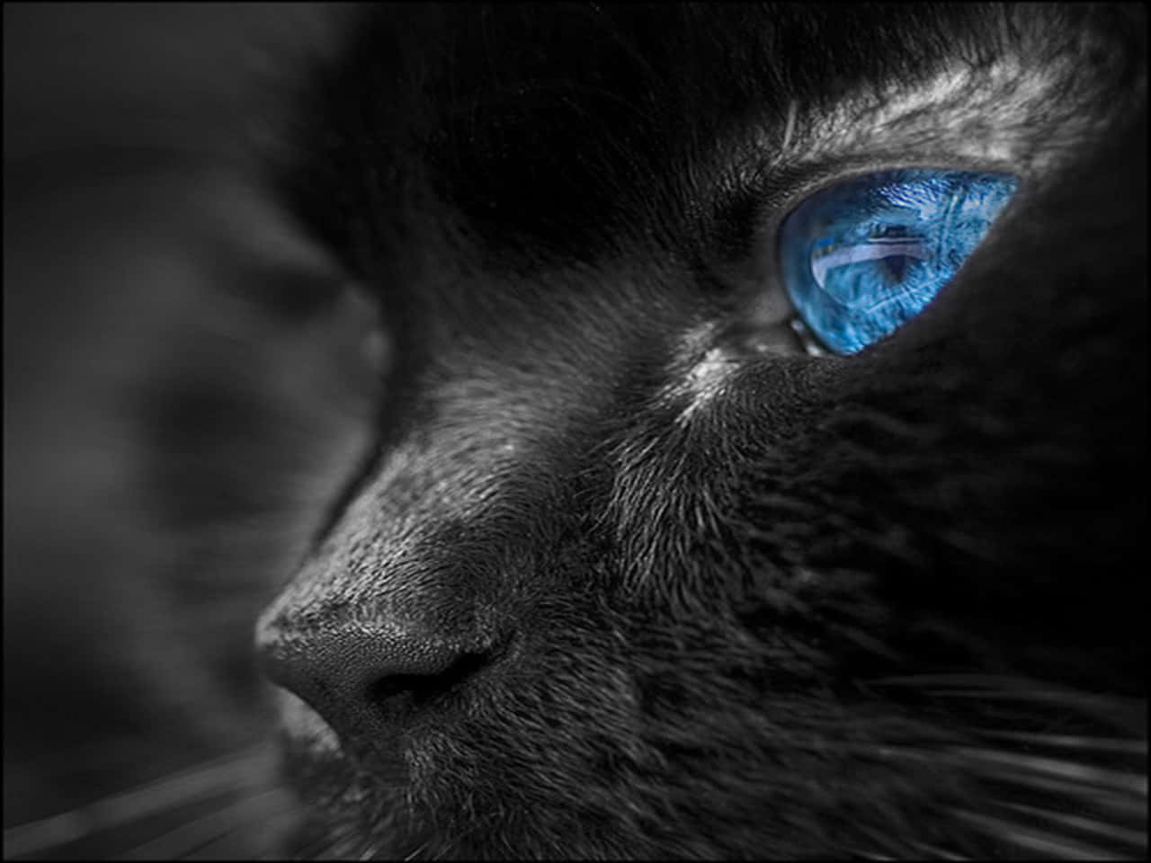 1280x960 Blue Cat Eyes Black Cat Wallpaper
