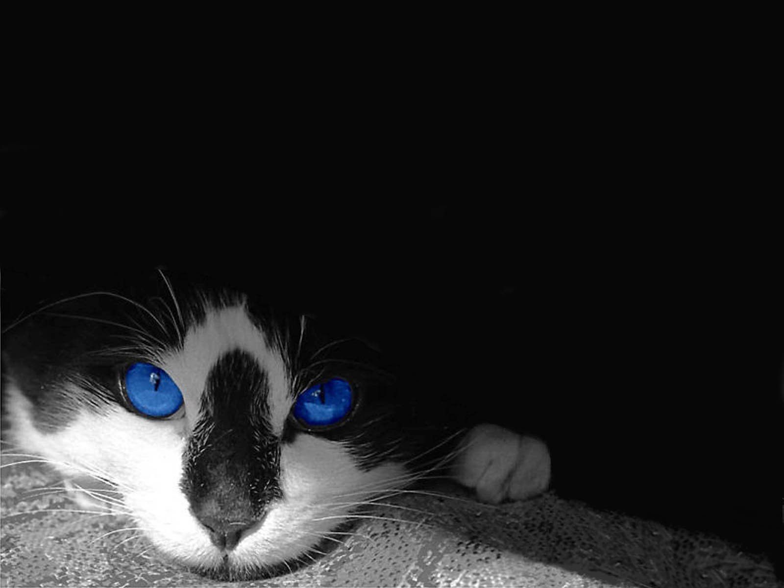 1600x1200 Stunning Cat HD Wallpaper: Enchanting Blue Eyesx1200