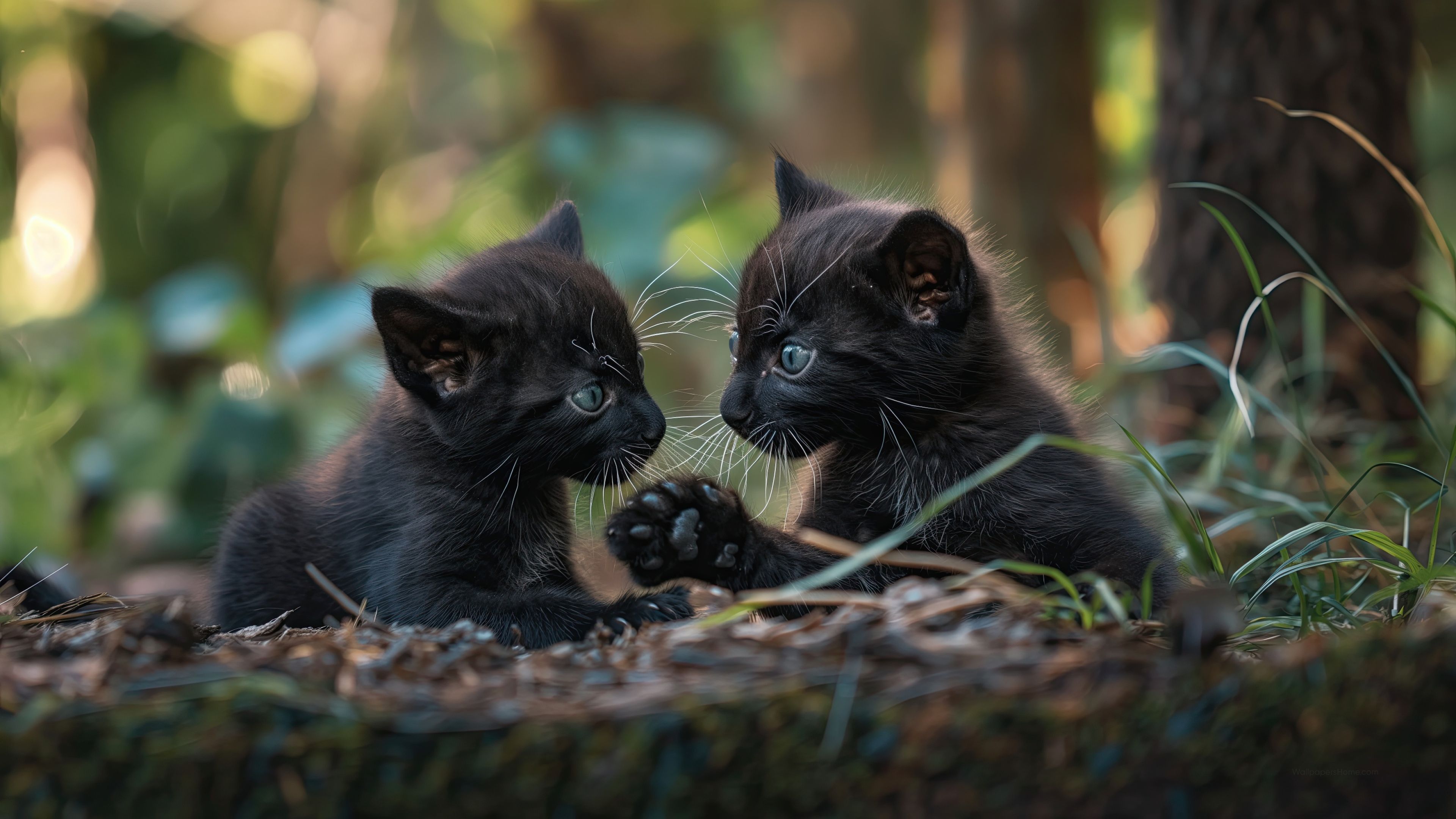 3840x2160 Panther Wallpaper 4K eyes, Fur