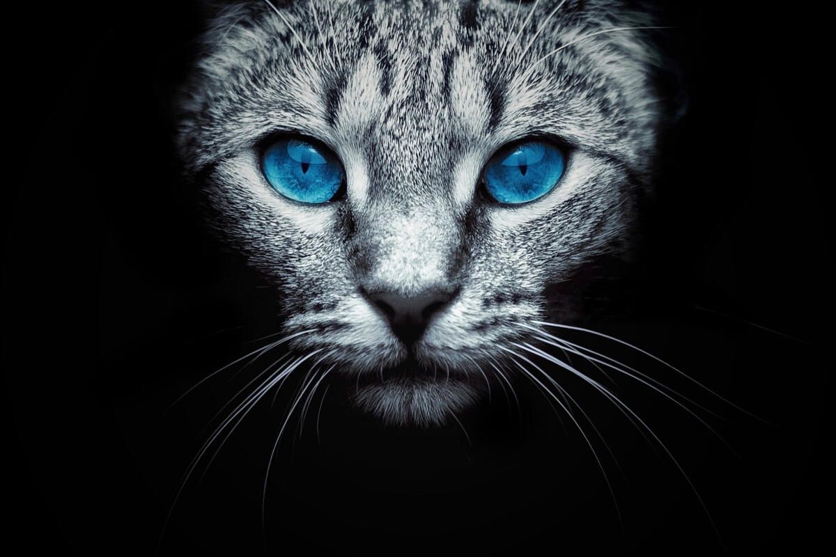 1200x800 Wallpaper blue eyes black background cat from 20002000 image and screensavers