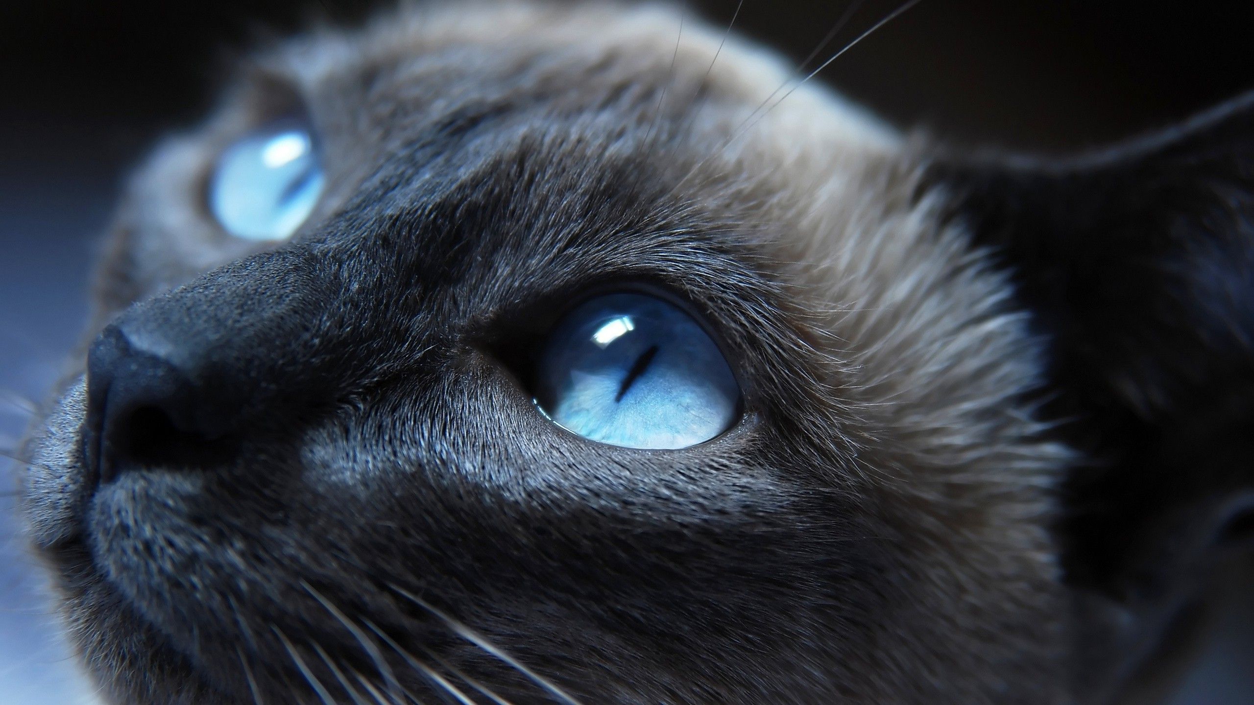 2560x1440 animals, Cat, Blue Eyes Wallpaper HD / Desktop and Mobile Background