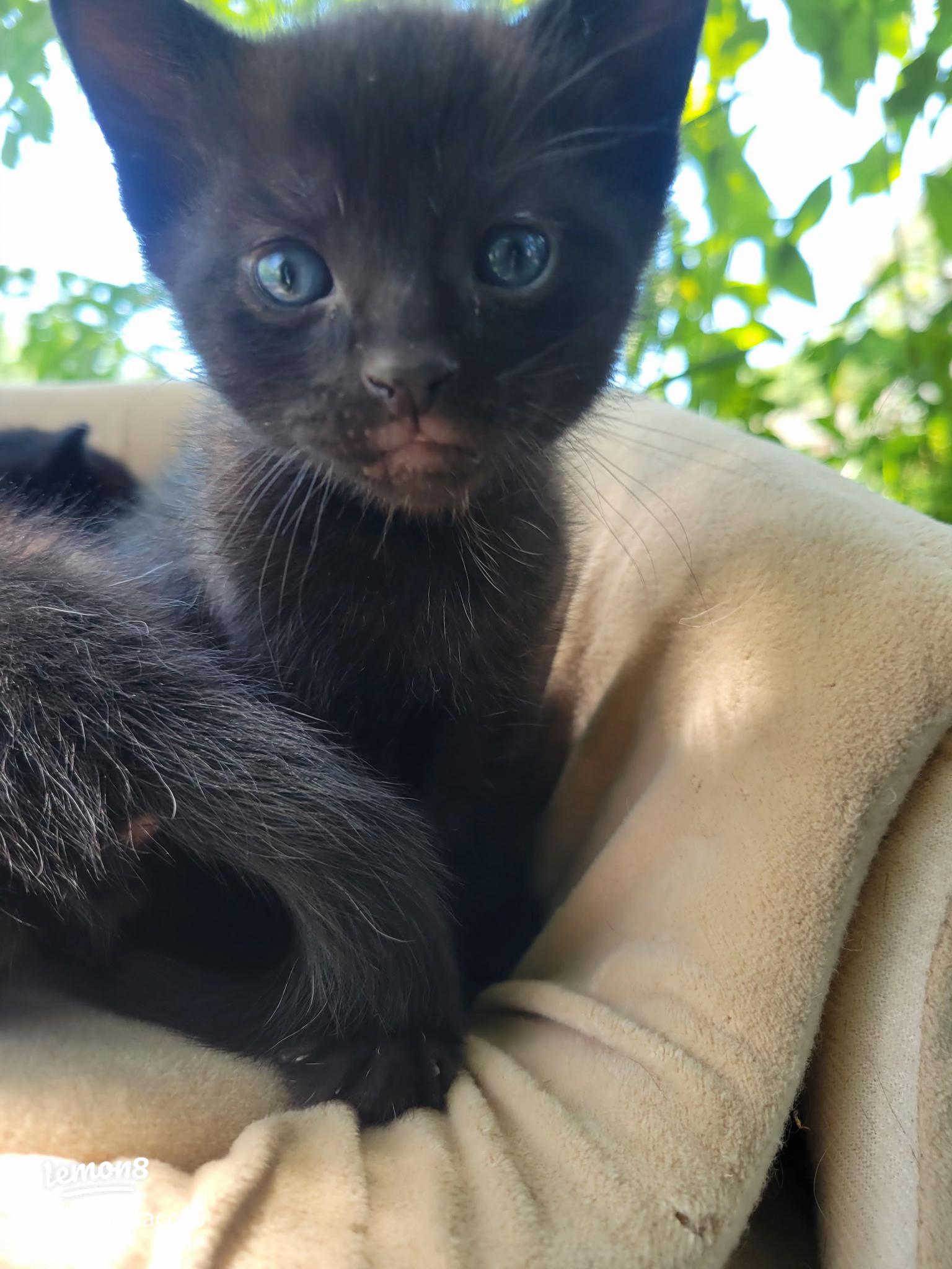 1536x2048 Meet Pawl McCatney: My Adorable Tiny Black Kitten with Striking Blue Eyes!