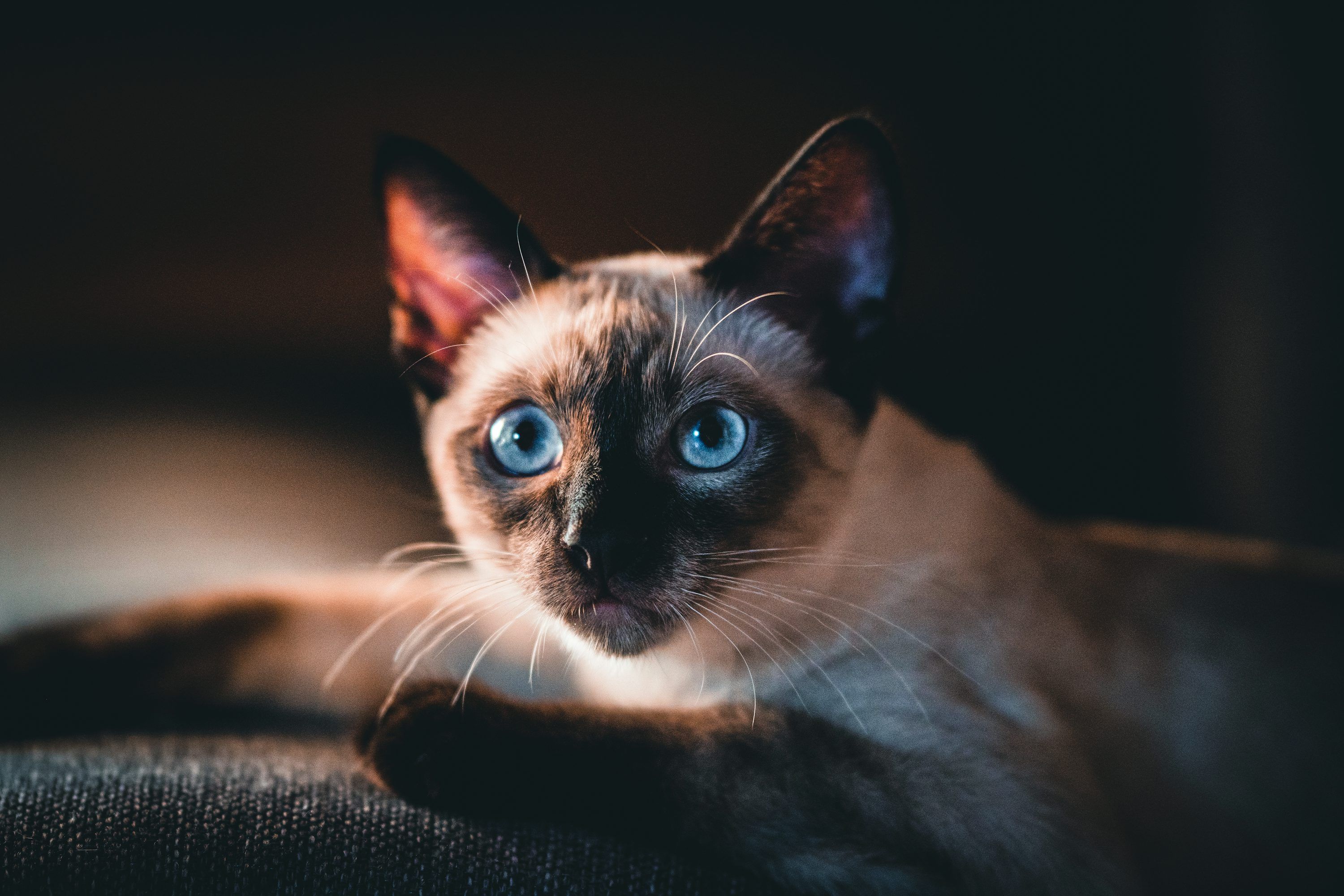 3000x2000 Brown and black cat with blue eyes