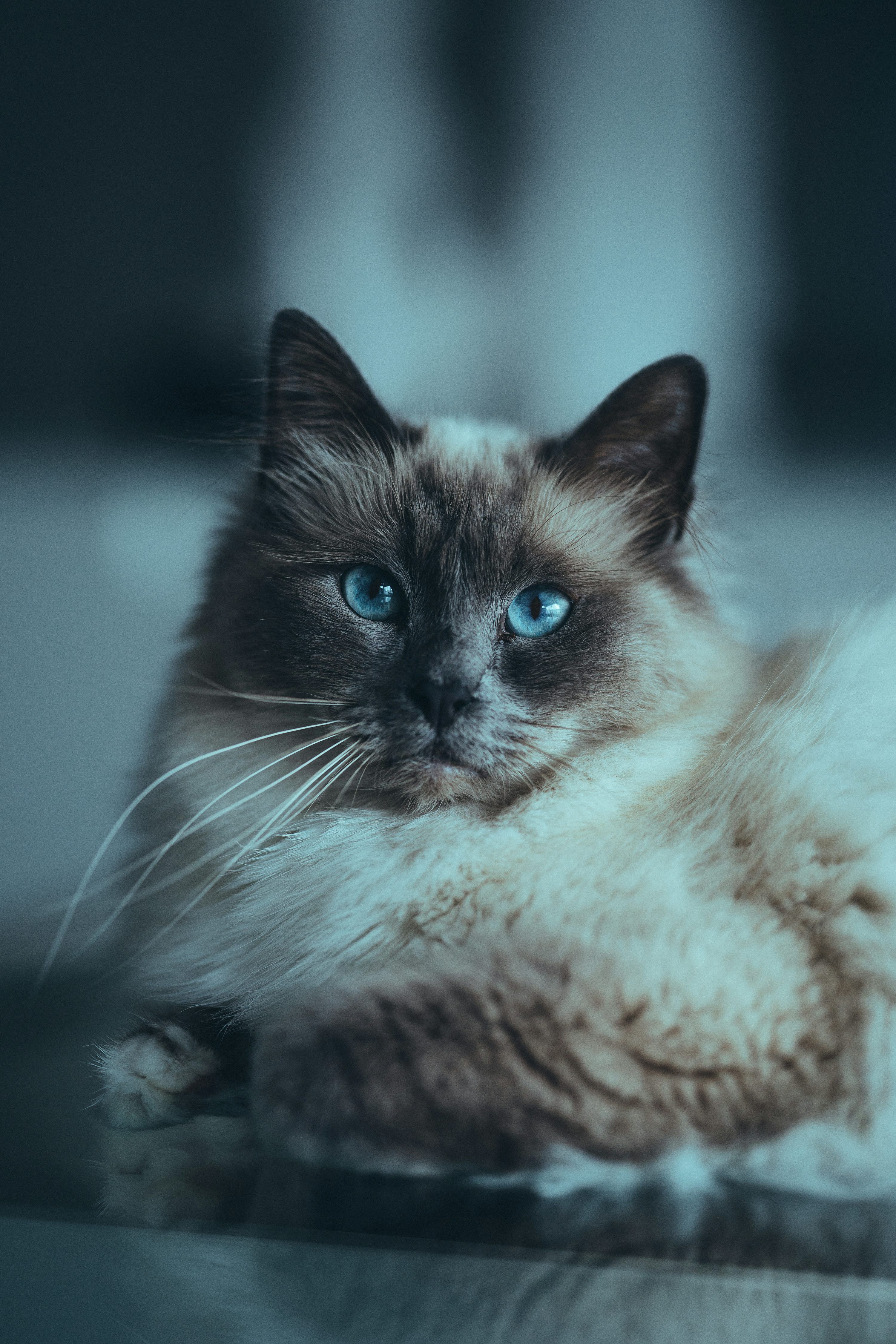 3000x4500 White and black cat with blue eyes