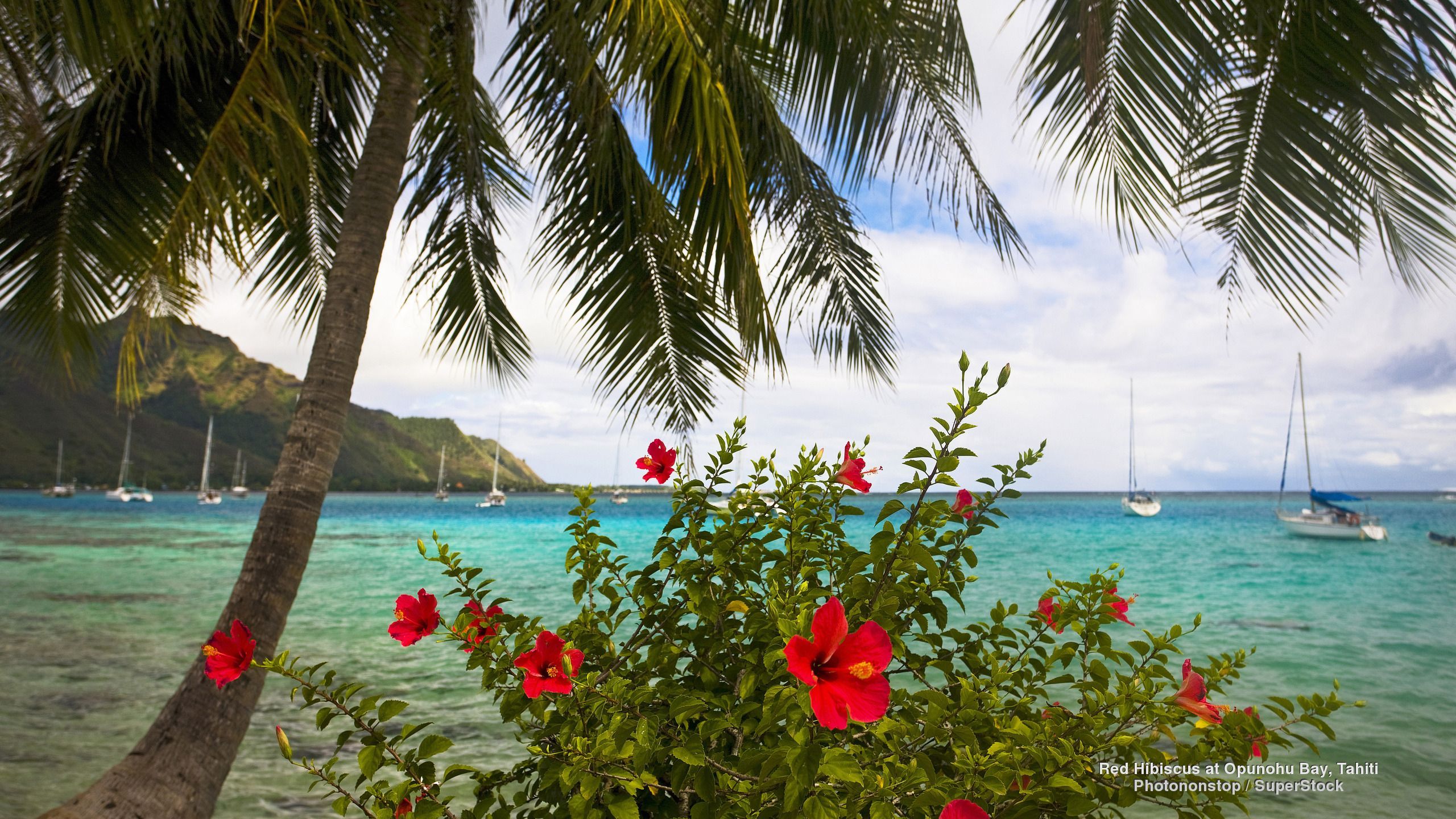 2560x1440 Free Tahiti 4K Wallpaper & Desktop HD Background for PC