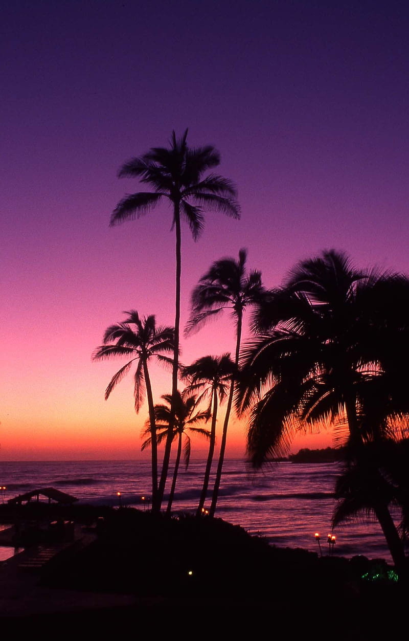 800x1253 Tahiti Sunset, beach, palms, pink, purple, sea, seaview, shadown, sky, sunset, HD phone wallpaper