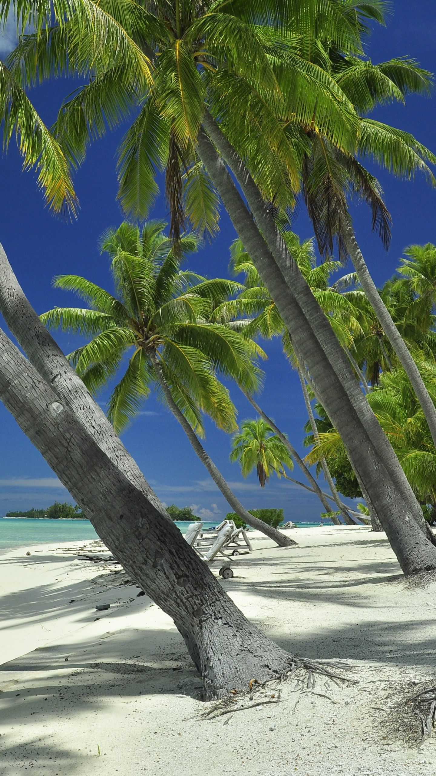 1440x2560 Tahiti Phone Wallpaper: Free 4K & HD Downloads