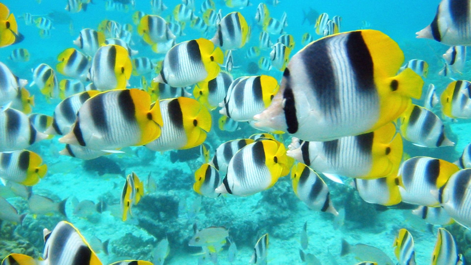 1920x1080 School Of Tropical Fish Tahiti 4K UHD Wallpaper for UltraHD Desktop and TV : Widescreen and UltraWide Display : Smartphone and Tablet Devices