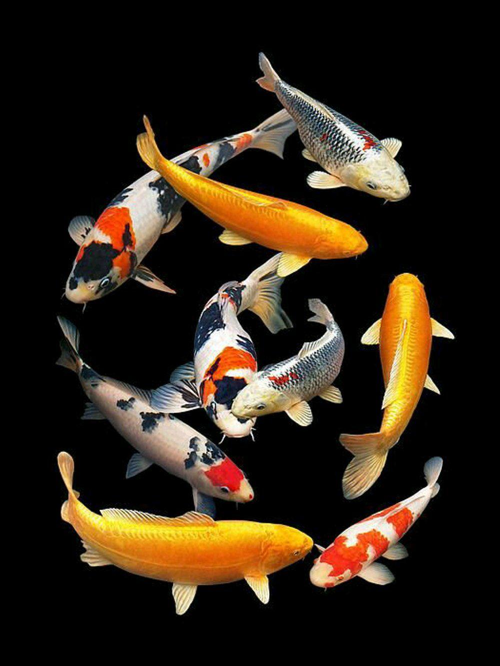 1000x1333 Gill Billington Koi Fish Wallpaper & Background Download