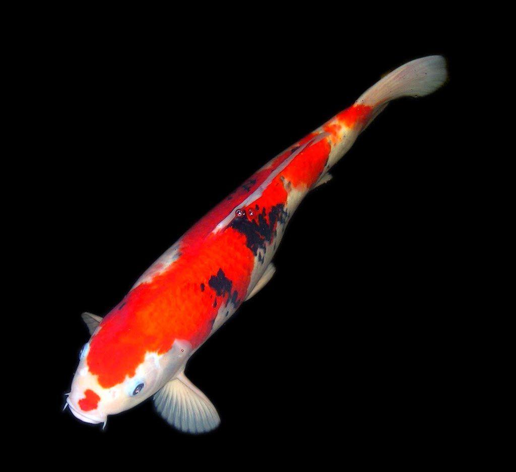 1024x937 Budidaya Ikan Koi Koi Background Hitam