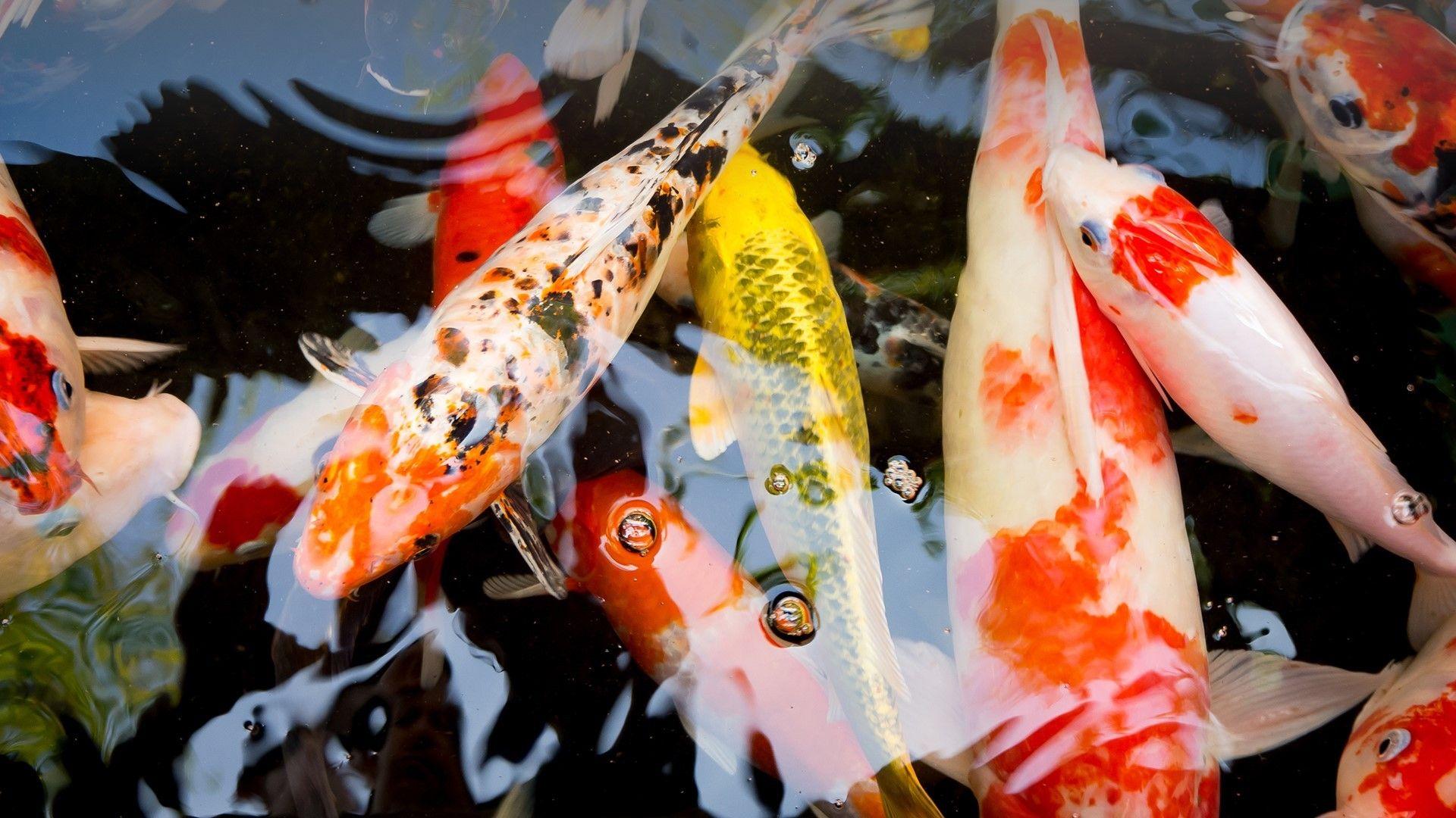1920x1080 koi, Fish Wallpaper HD / Desktop and Mobile Background