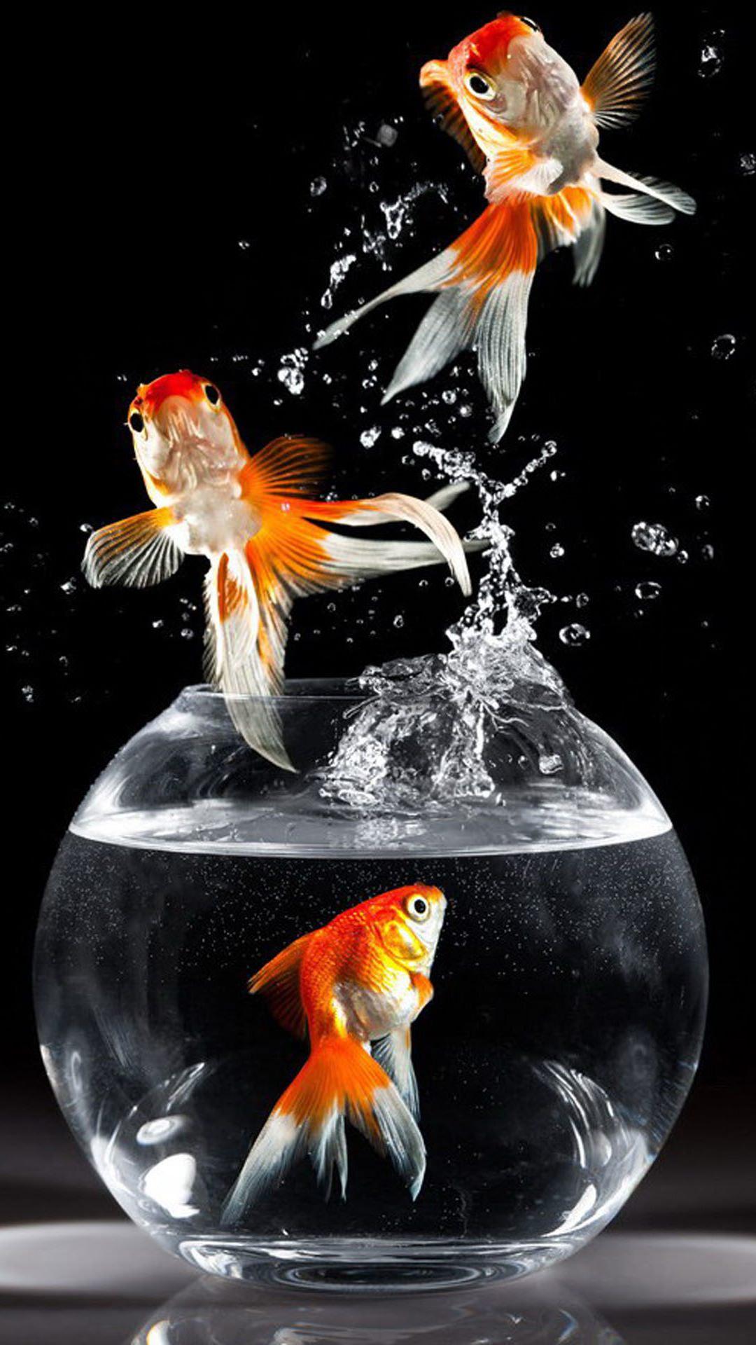 1080x1920 Android Smart Phone Wallpaper Fish In Bowl Wallpaper & Background Download