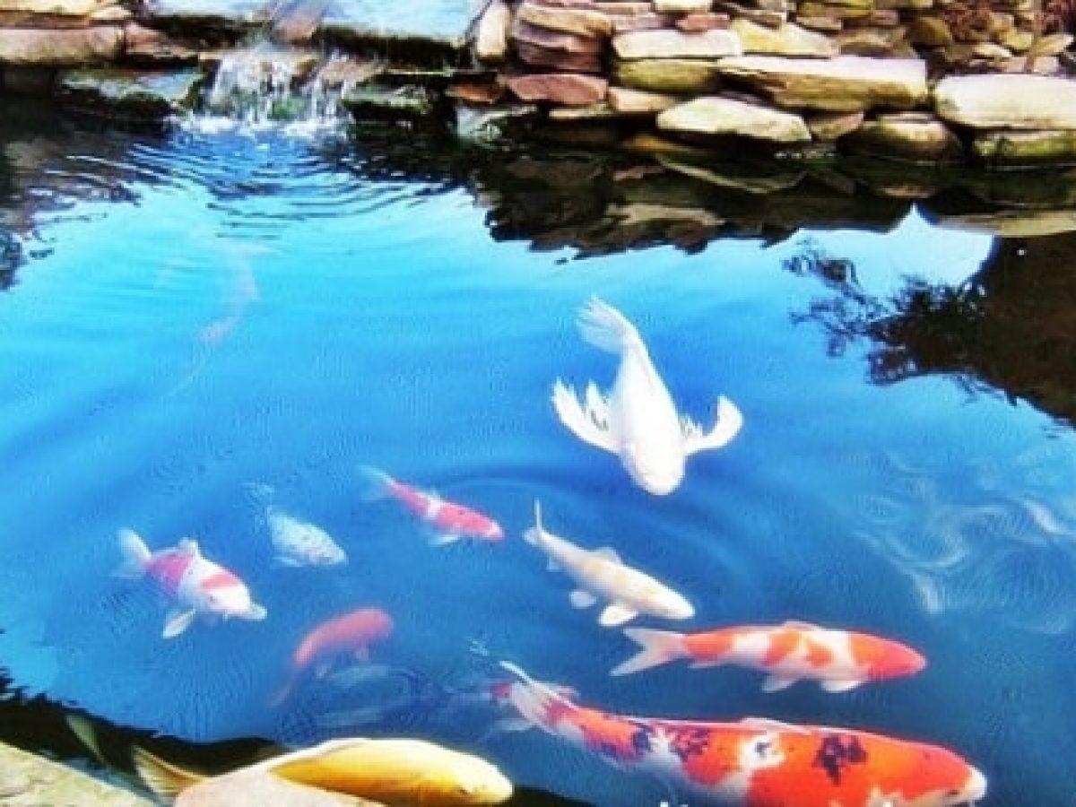 1200x900 Desain Kolam Ikan Koi HD Wallpaper