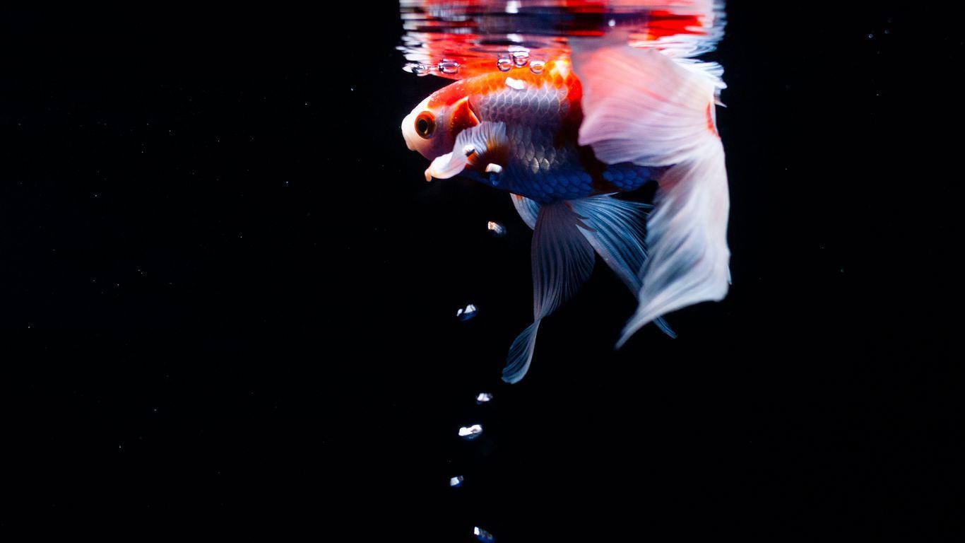 1366x768 All About Koi Fish Life: Koi Fish Wallpaper For Laptop