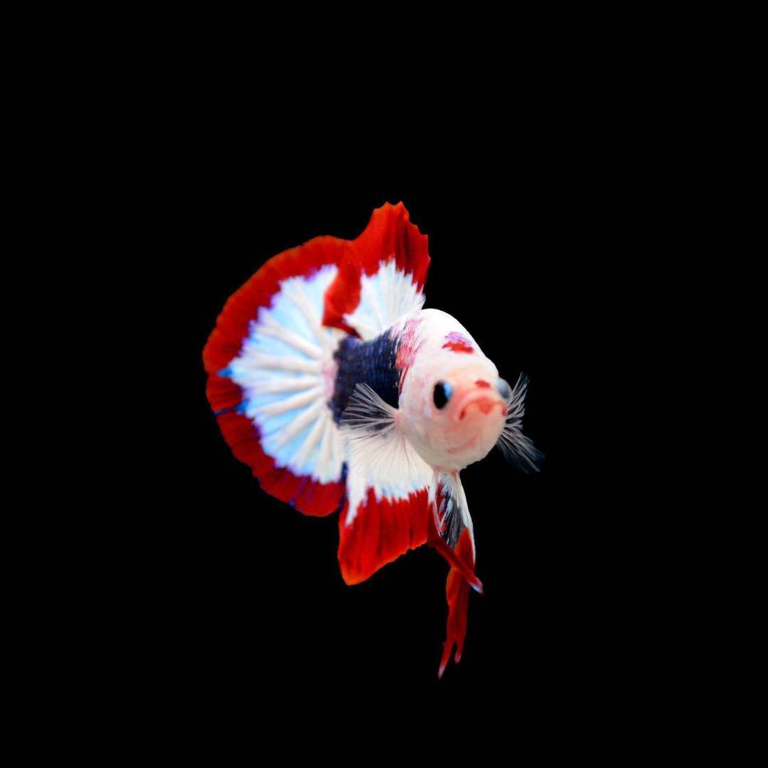 1080x1080 Ikan Cupang Koi