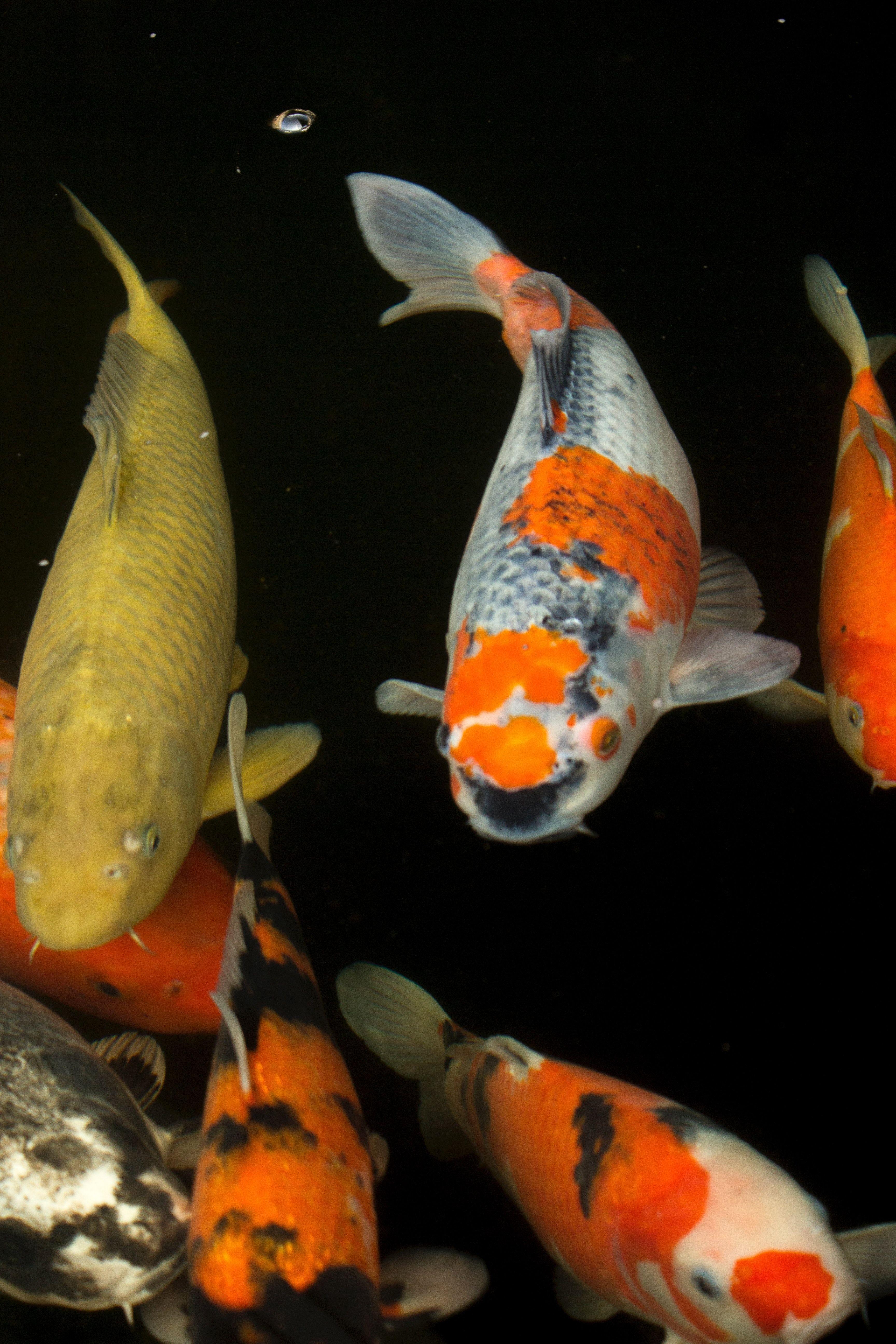 3456x5184 Free of colourful, colours, fish