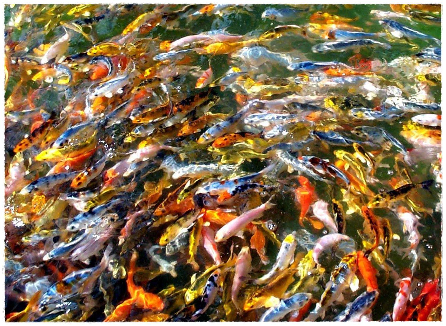 1515x1108 Koi Fish HD Wallpaper