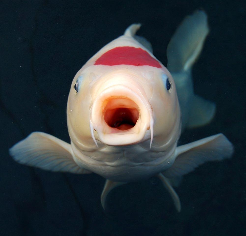 1001x960 Cara Budidaya Ikan Koi di Aquarium dan Cara Membuat Aquarium Ikan Koi