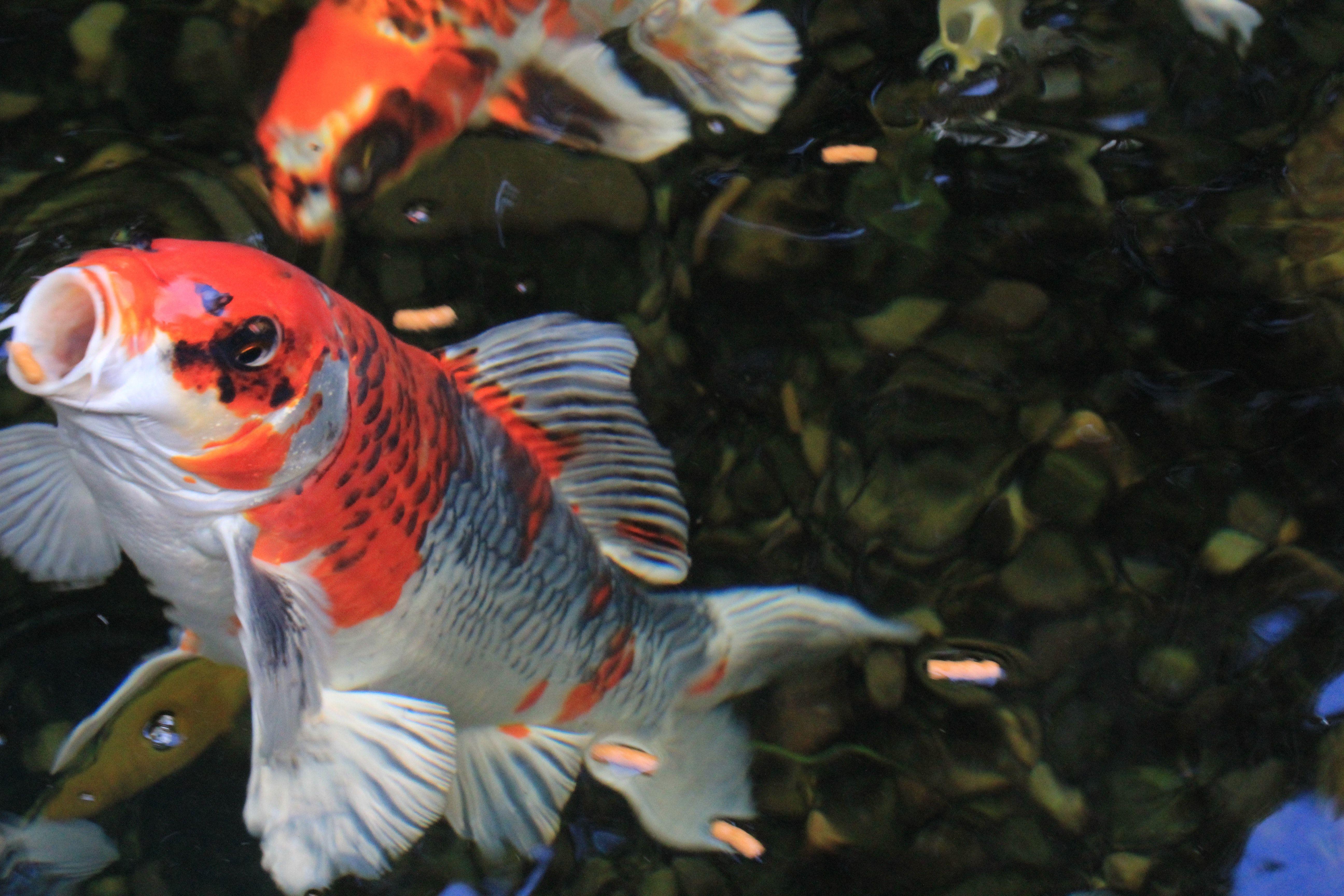 5184x3456 Free of fish, koi, koi fishes