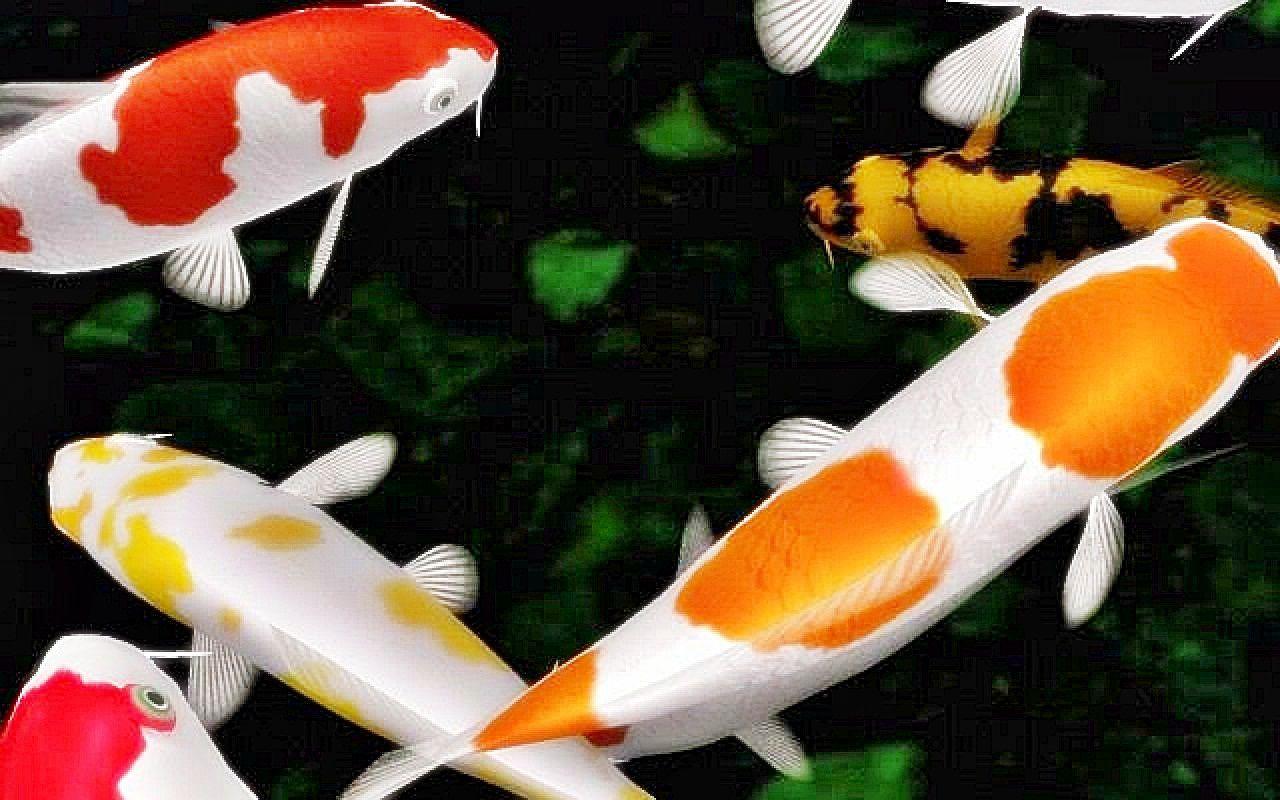 1280x800 Aqua Scap Ikan Koi Desktop HD Wallpaper
