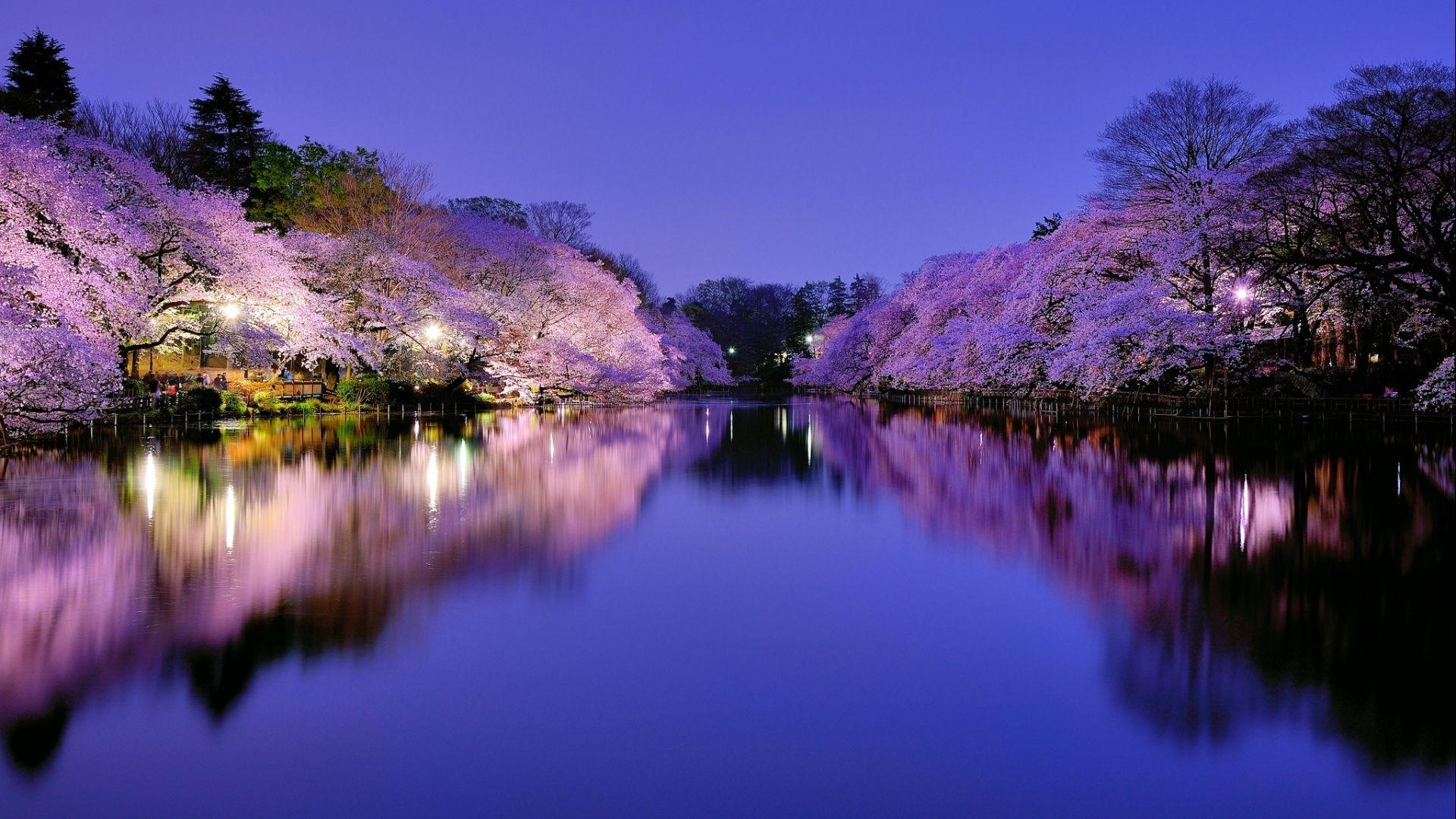 1920x1080 Sakura Night Wallpaper