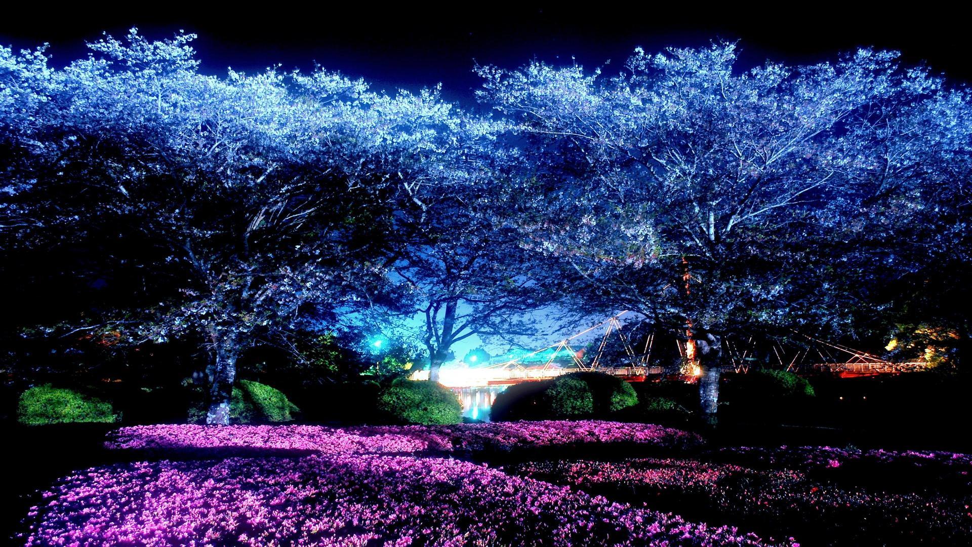 cherry blossoms at night by smile : r/ImaginaryLandscapes