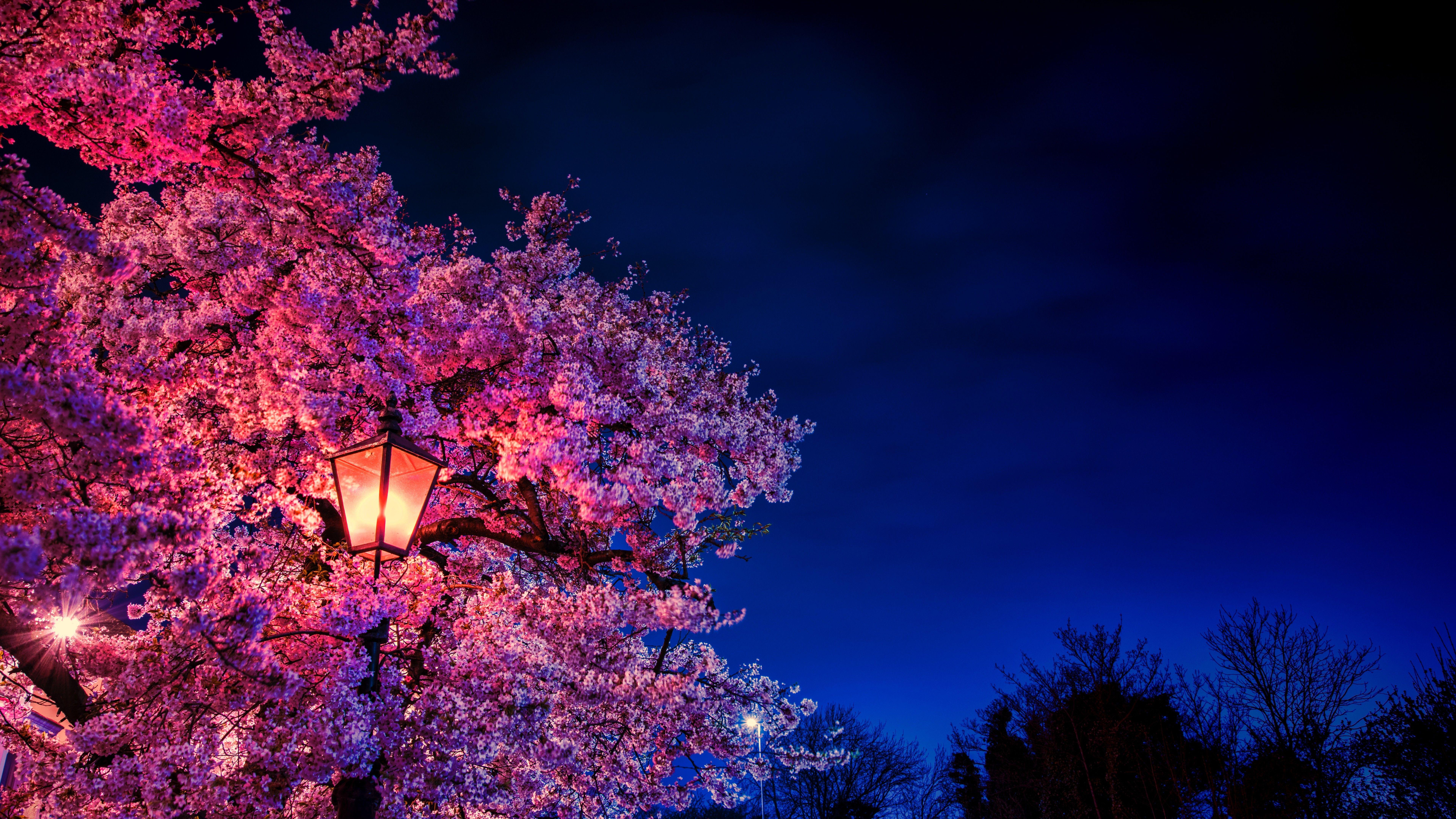 Illustration Of A Full Moon And Cherry Blossom Tree In Full Bloom Stock  Photo Picture And Royalty Free Image Image 204226781