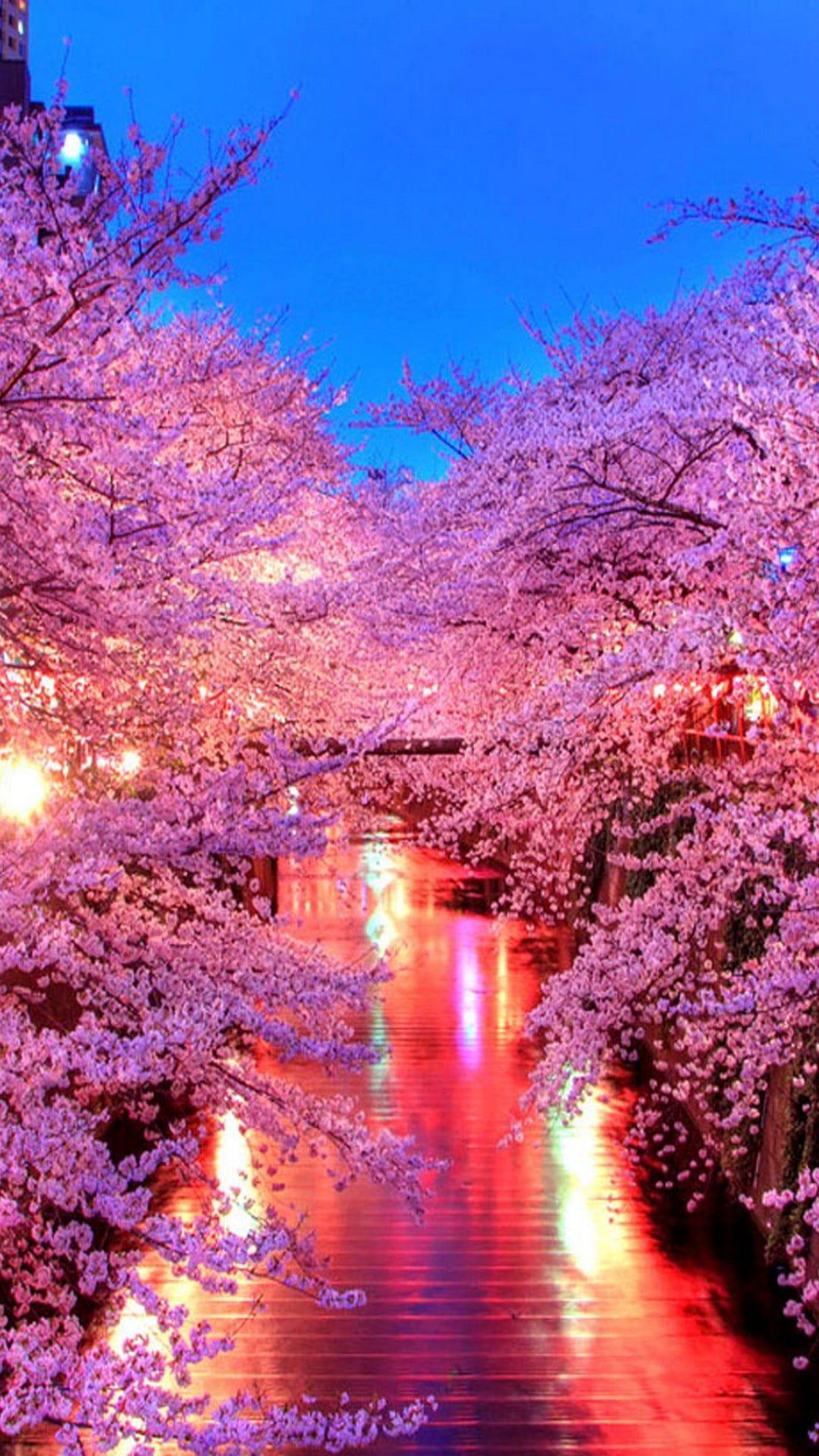 HD wallpaper: pink cherry blossom tree, night, lights, building, Cherry  Blossoms | Wallpaper Flare