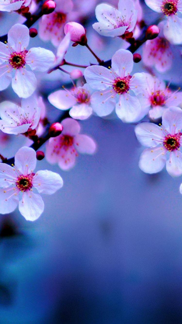 750x1334 Free download Cherry Blossom Wallpaper Night Desk Wallpaper [3000x1805] for your Desktop, Mobile & Tablet. Explore Cherry Blossom Background Wallpaper. Cherry Blossom Wallpaper for Walls, Japanese Cherry Blossoms Wallpaper