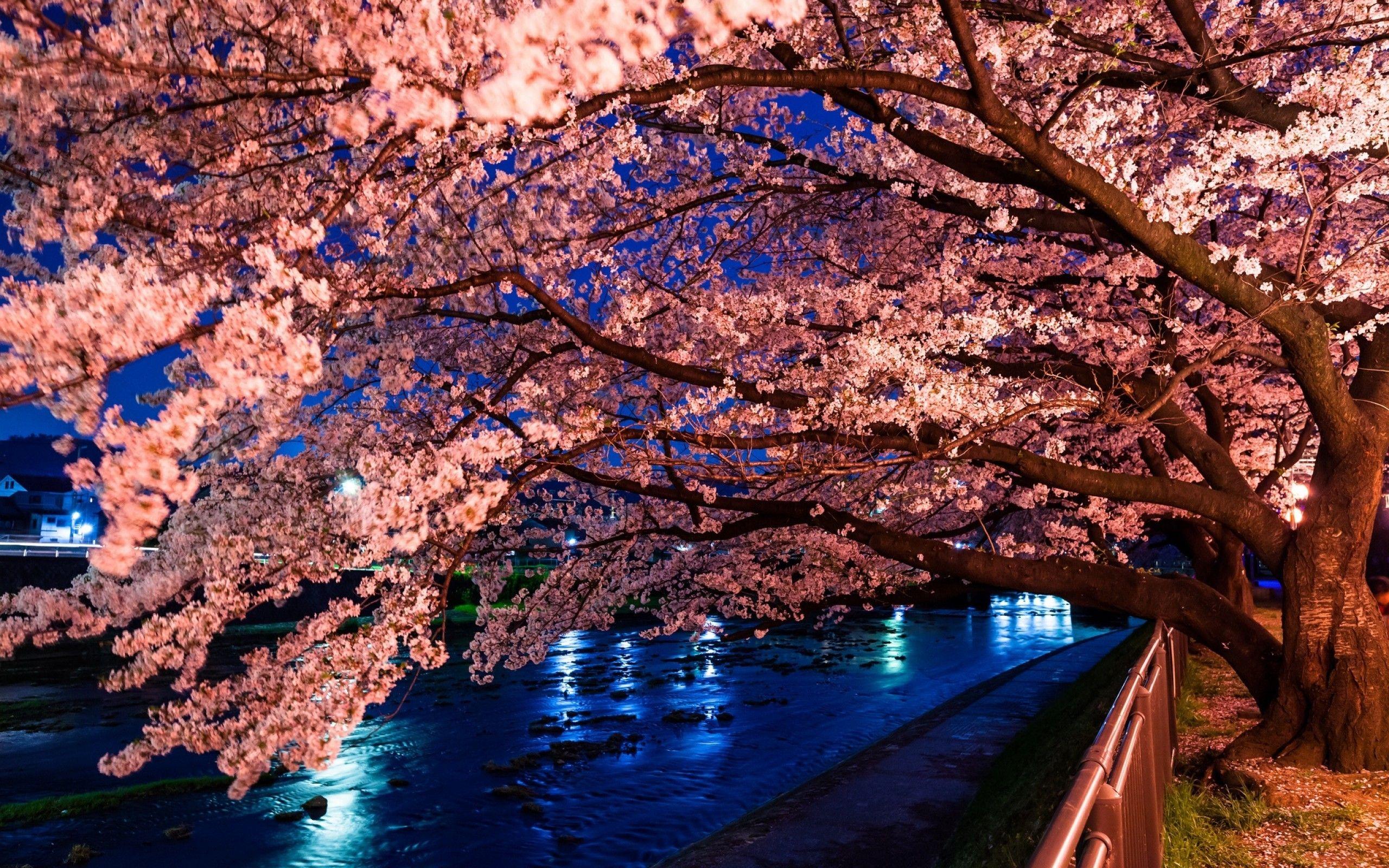 2560x1600 Download 2560x1600 Cherry Blossom, River, Night Wallpaper for MacBook Pro 13 inch