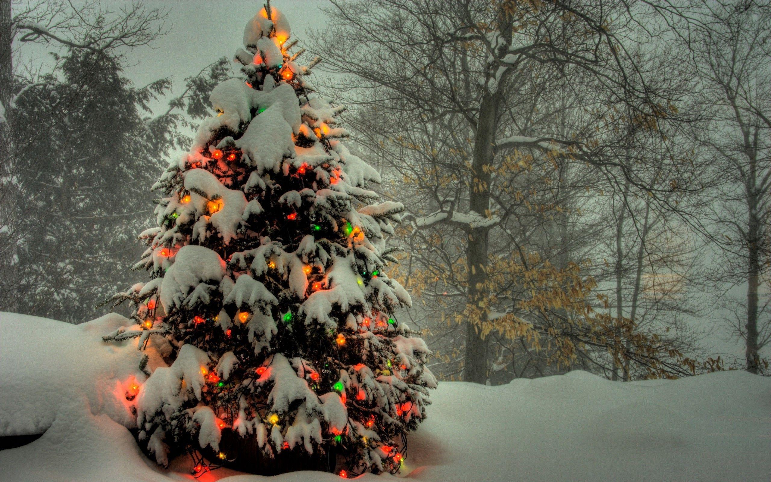 2560x1600 christmas tree Computer Wallpaper, Desktop Backgroundx1600. Outdoor christmas tree decorations, Outdoor christmas tree, Outdoor christmas