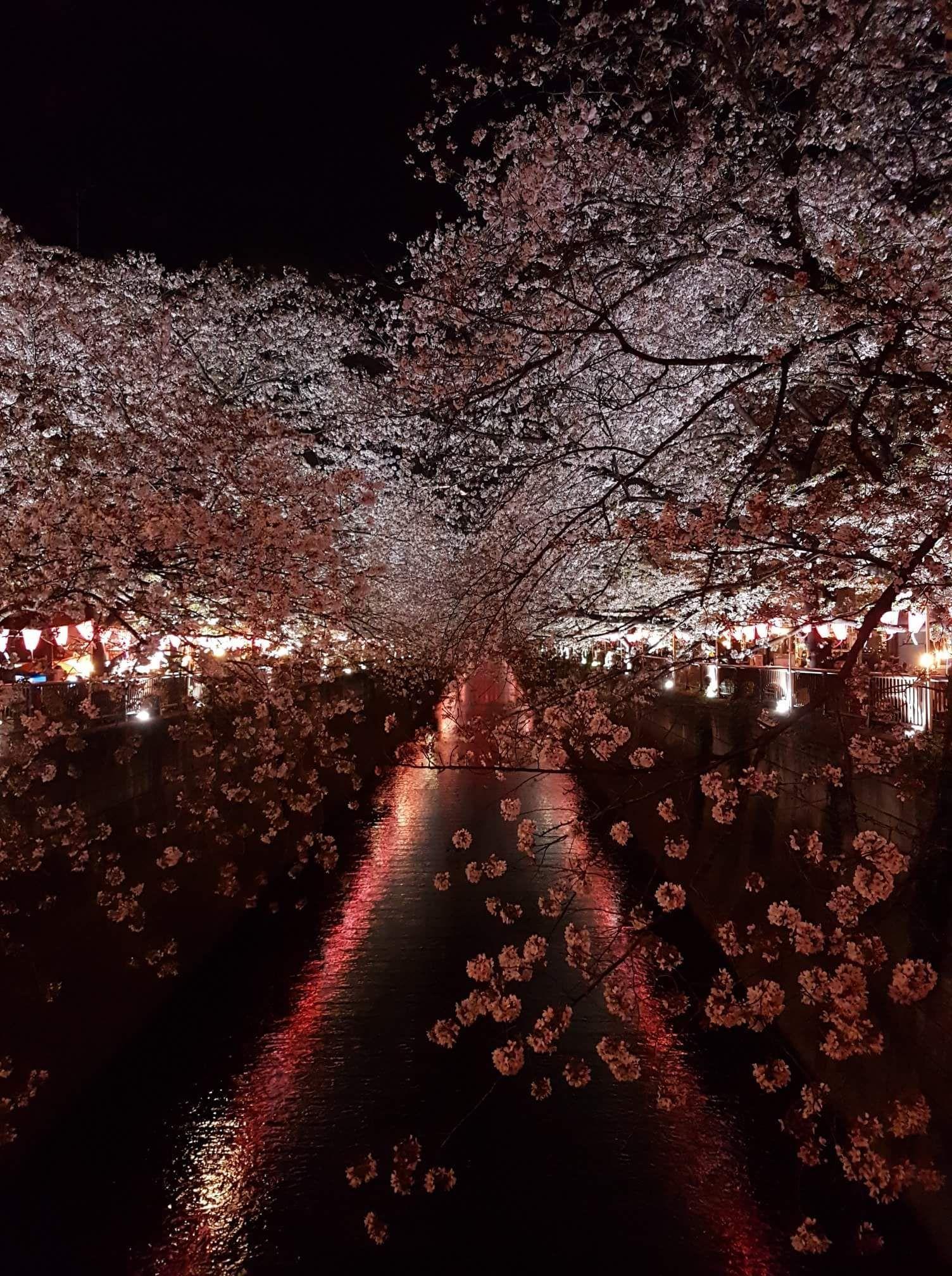 Cherry Blossom Night Wallpapers - Top Free Cherry Blossom Night