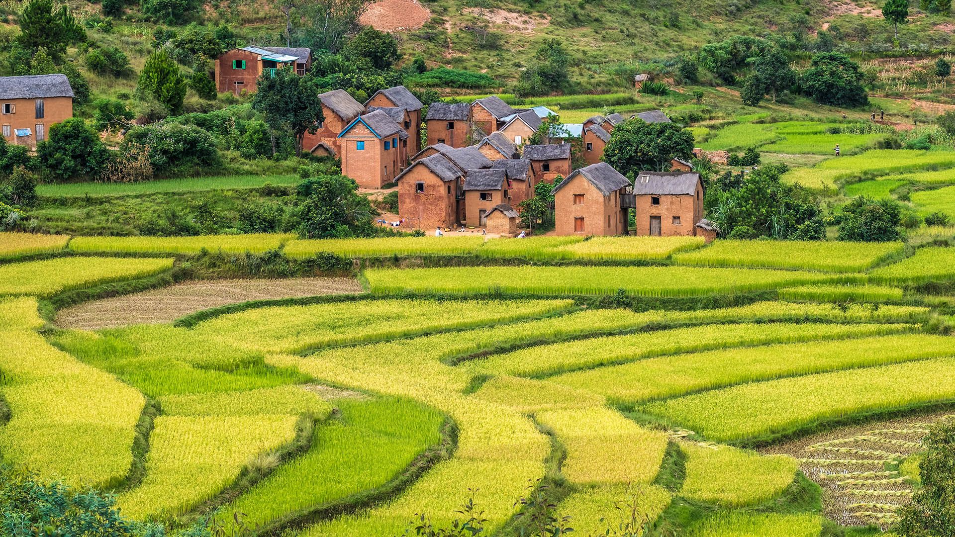 1920x1080 Rice terraces and Merina villages along National Route 7 south of Antananarivo, Madagascar. Windows Spotlight Image