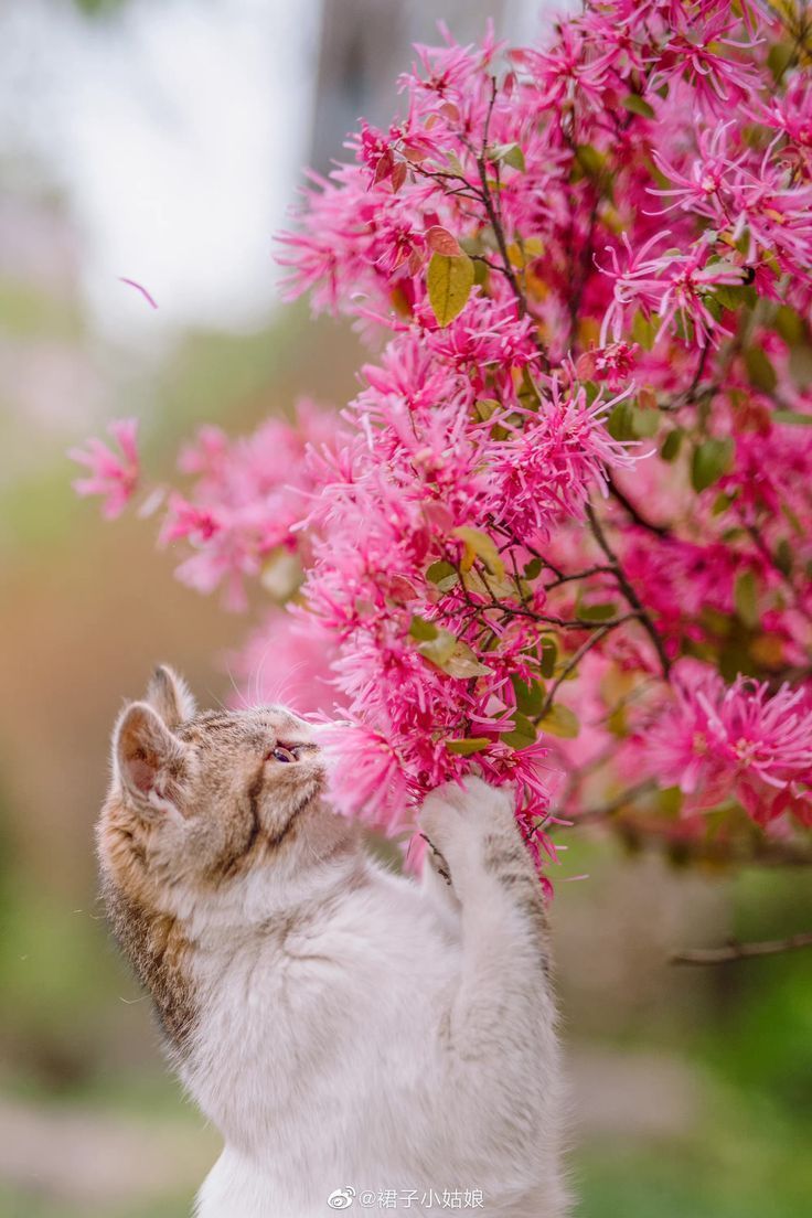 736x1104 Flower