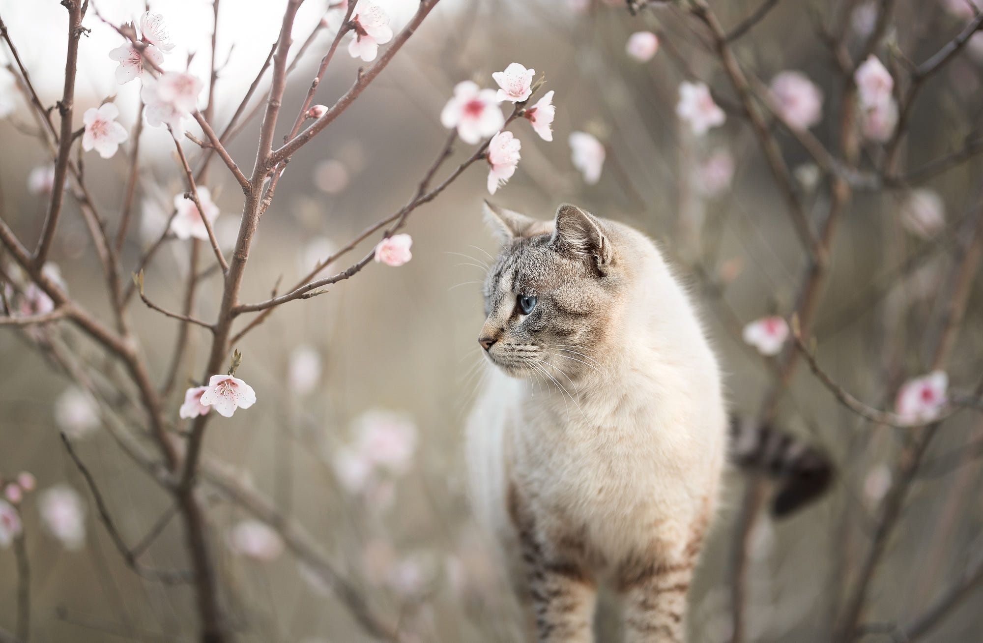 2000x1308 Blossom Bokeh