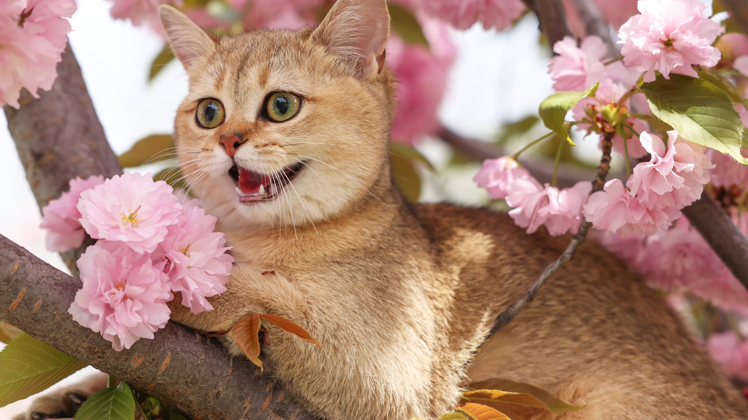 2560x1440 This Cat Tree Is a Beautiful Work of Art That's 'Worth the Wait'