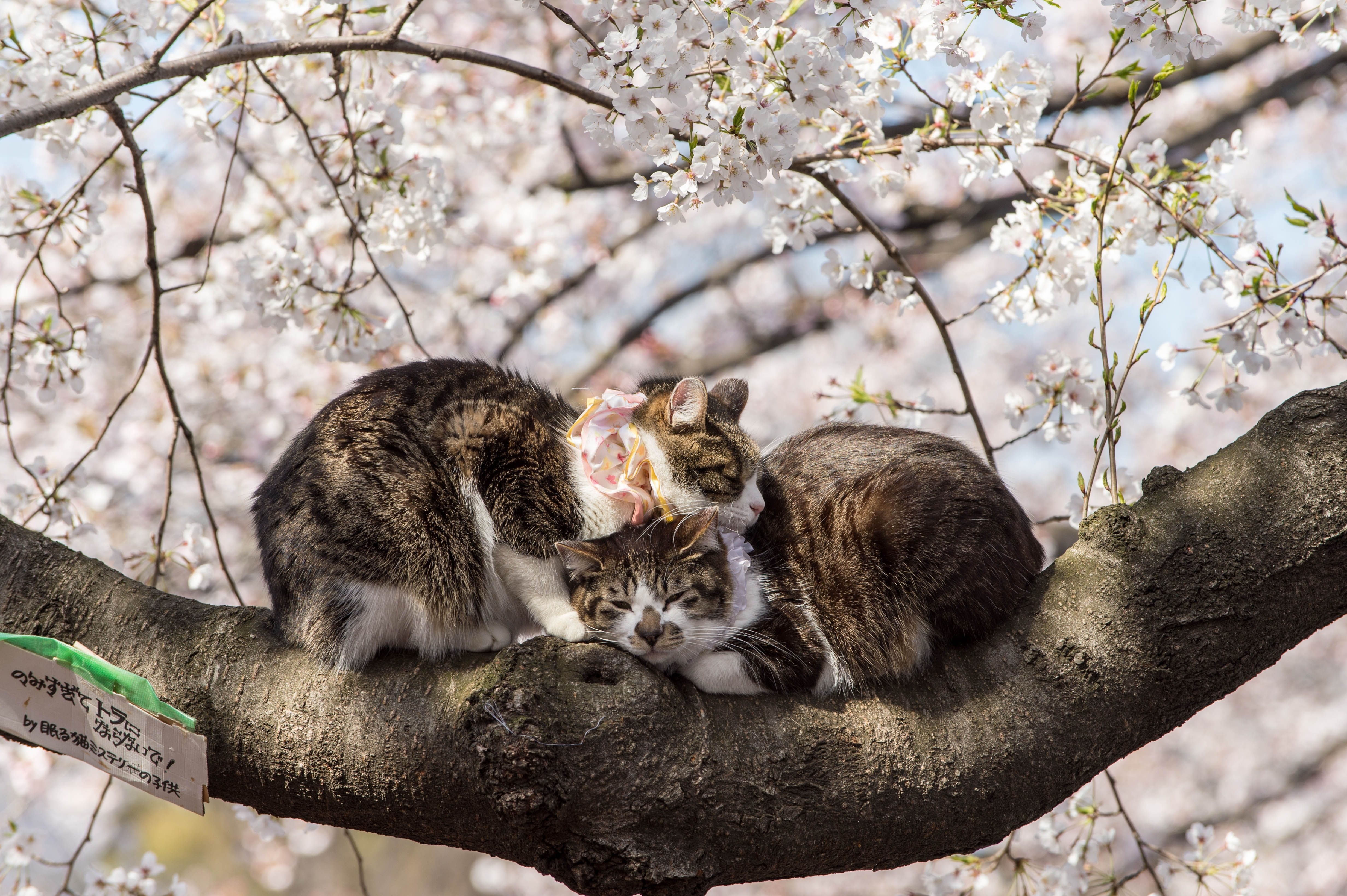 4928x3280 Ultra HD Adorable Cats Cuddling and Sleeping Amid Cherry Blossomsx3280