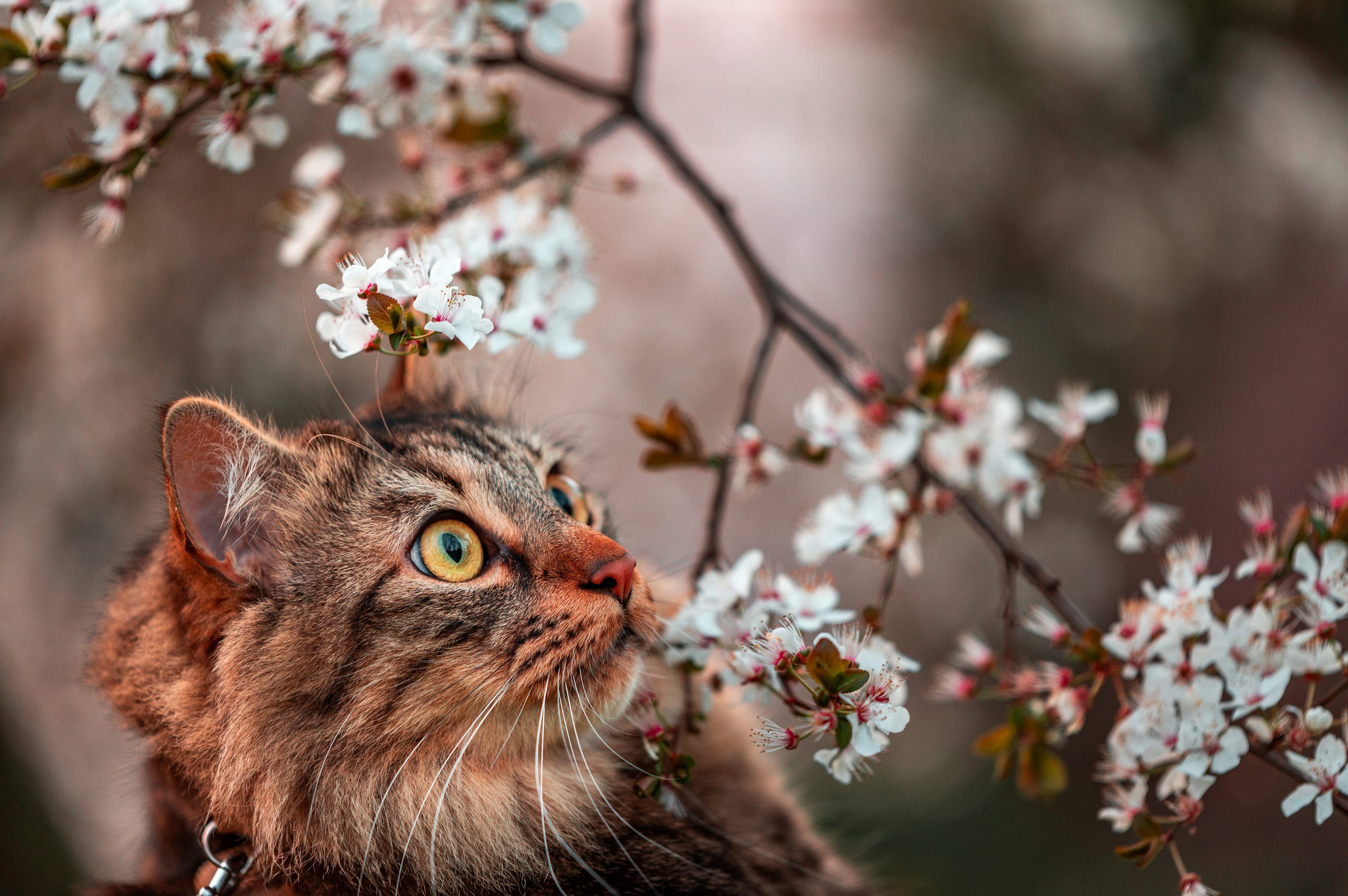 3000x1996 Brown tabby cat under white flowers