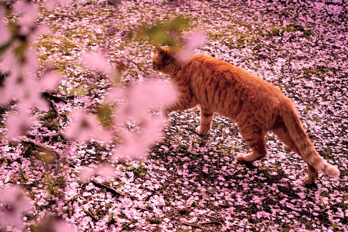 1200x800 Cats and cherry blossoms in Kyoto