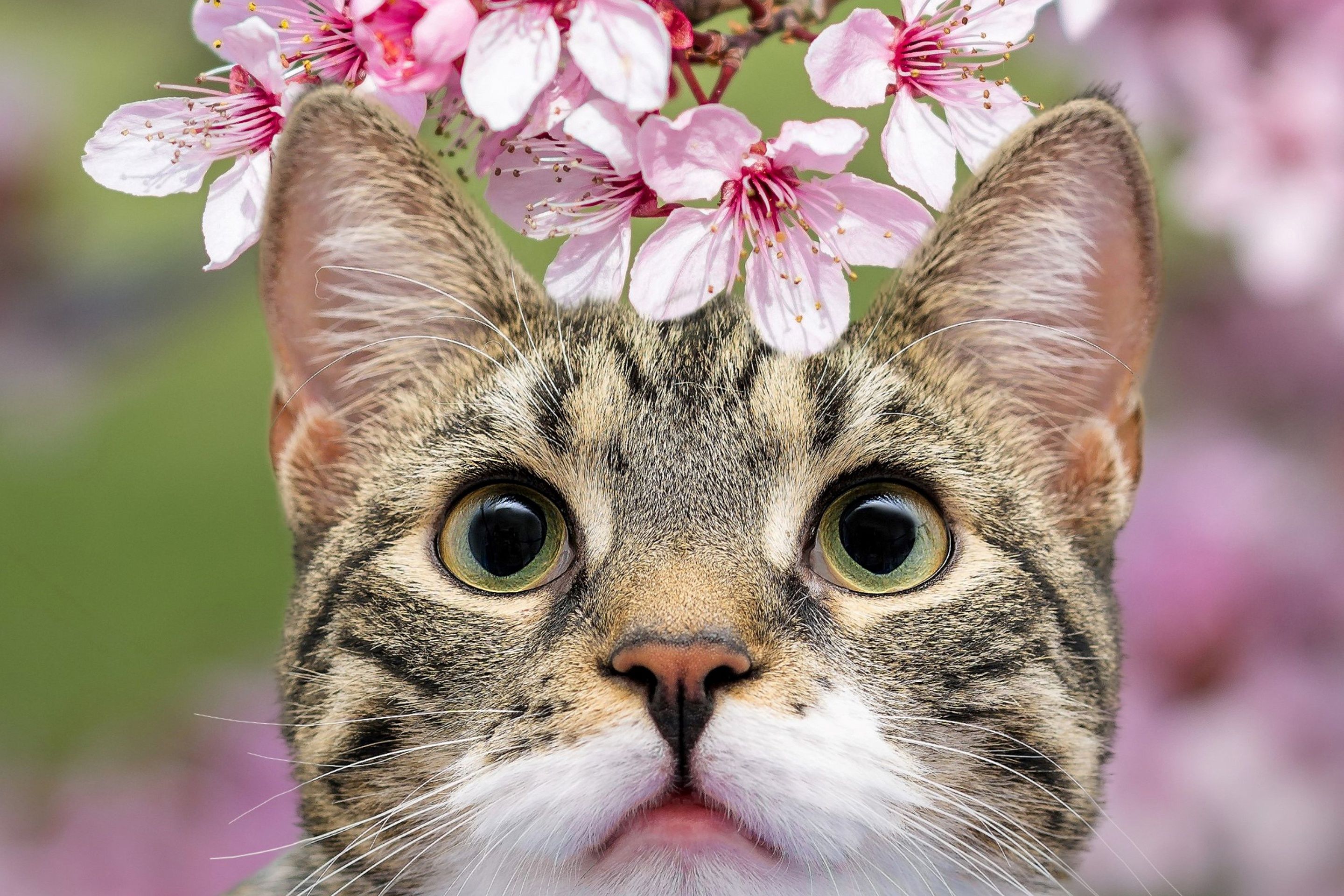 2880x1920 Download Blossom Animal Cat HD Wallpaperx1920