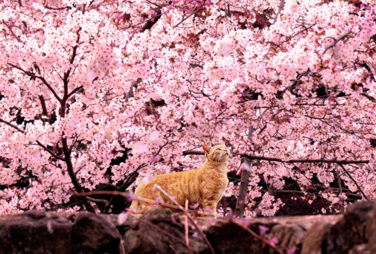 1200x811 Cats and cherry blossoms in Kyoto