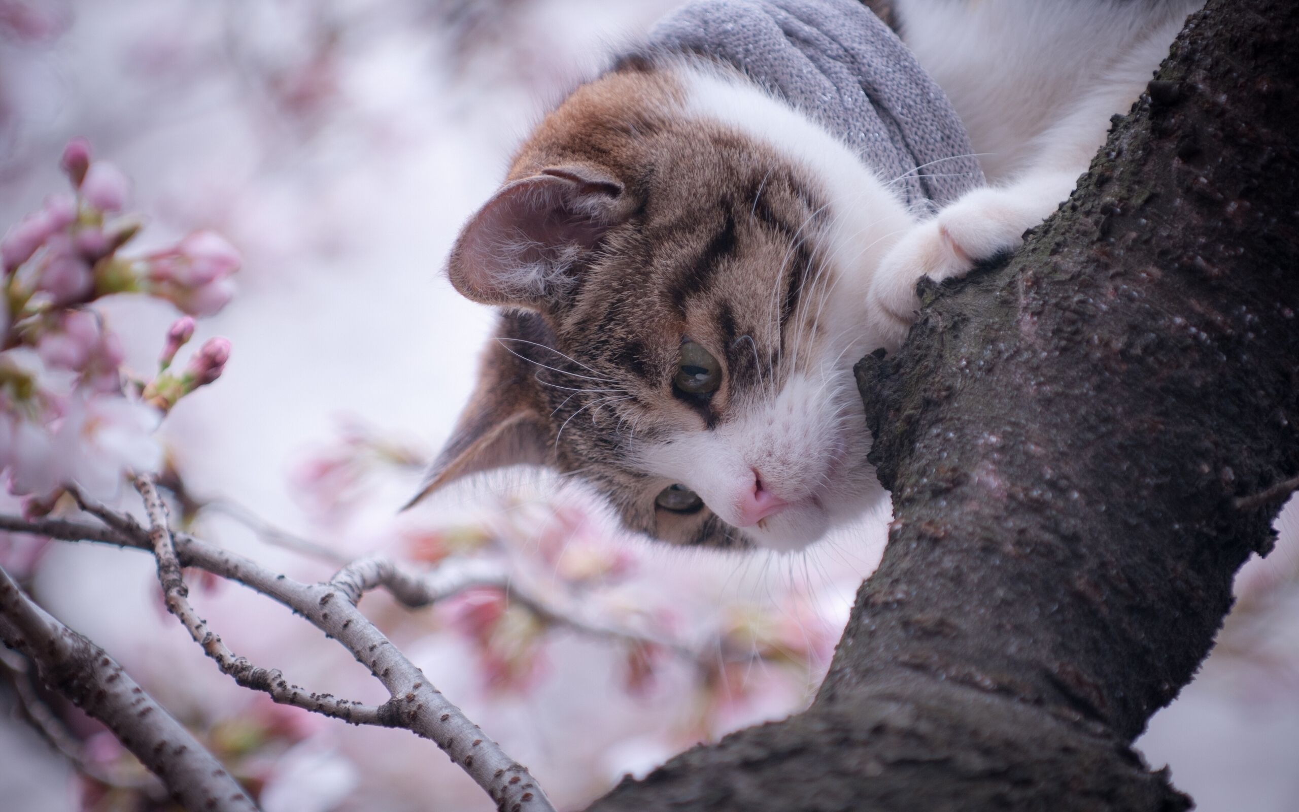 2560x1600 Wallpaper cat, trees, spring for mobile and desktop, section кошки, resolution 2560x1600