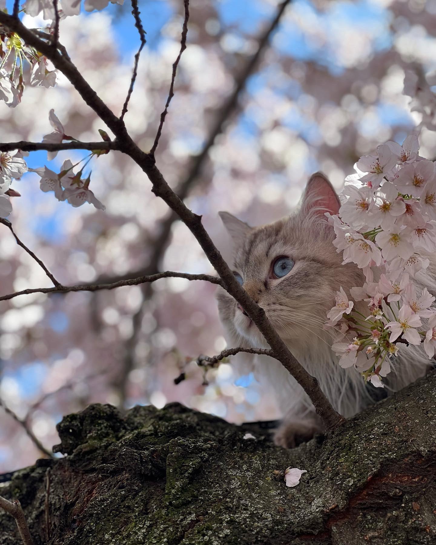 1440x1800 From the DC Cherry Blossom festival!