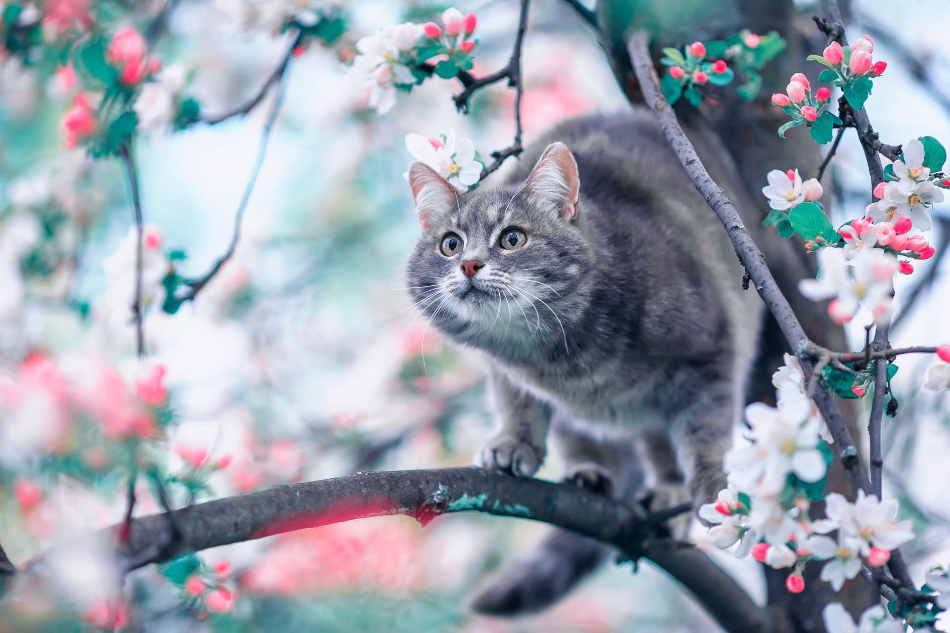 1920x1280 Blossom Watch: Serene Cat Amid Vibrant Spring Blossoms