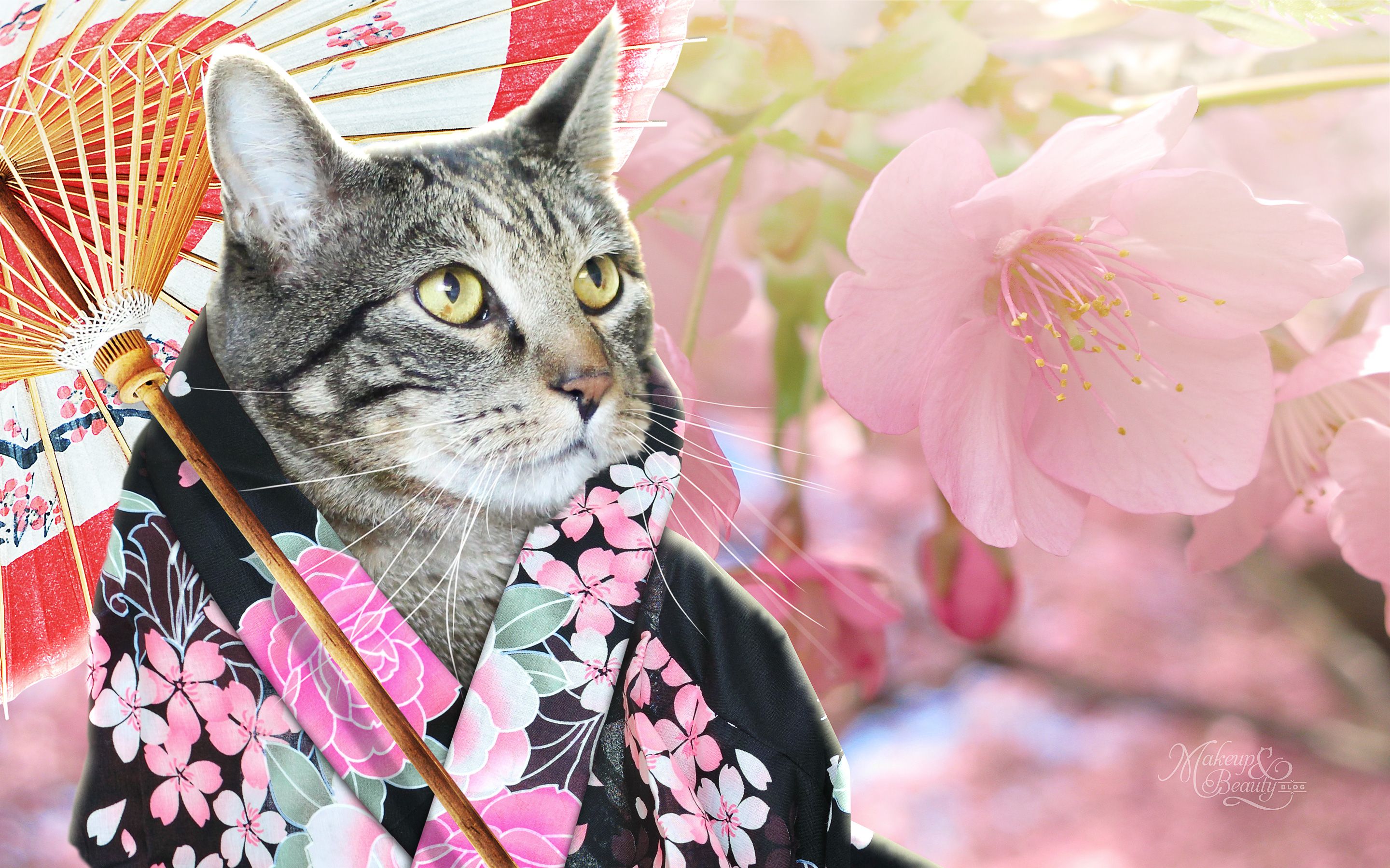 2880x1800 Sundays With Tabs the Cat, Makeup and Beauty Blog Mascot, Vol. 291 and Beauty Blog